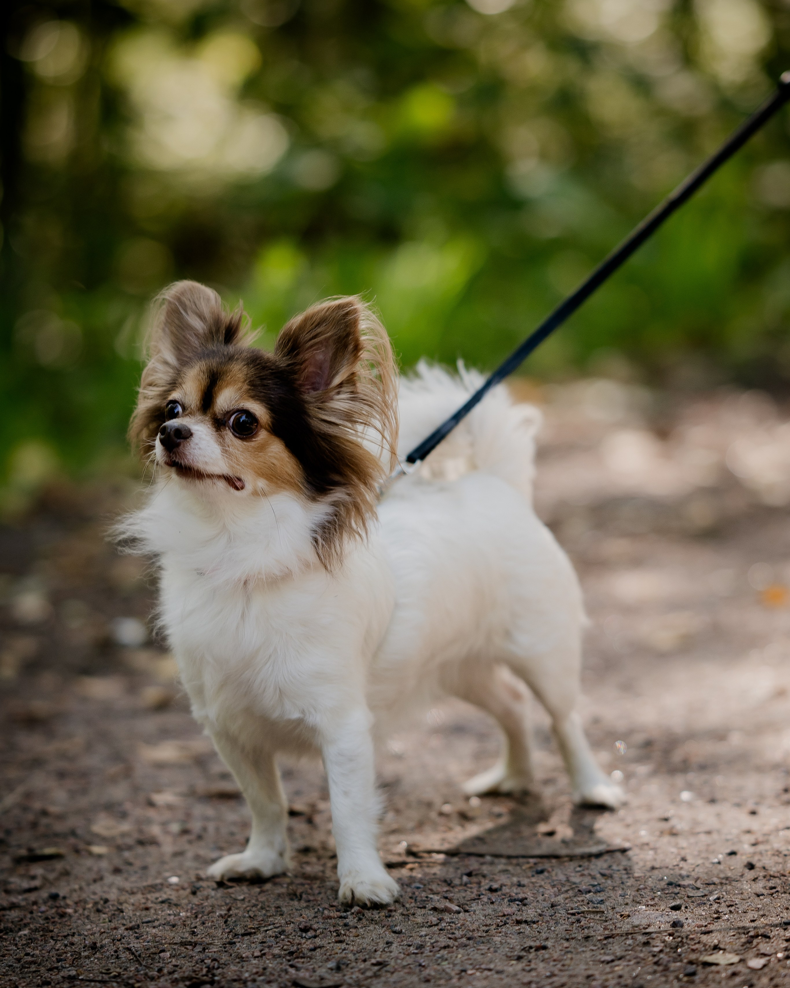 Как подготовить питомца к фотосессии?. Фотограф анималист в Санкт-Петербурге Таша Крейв