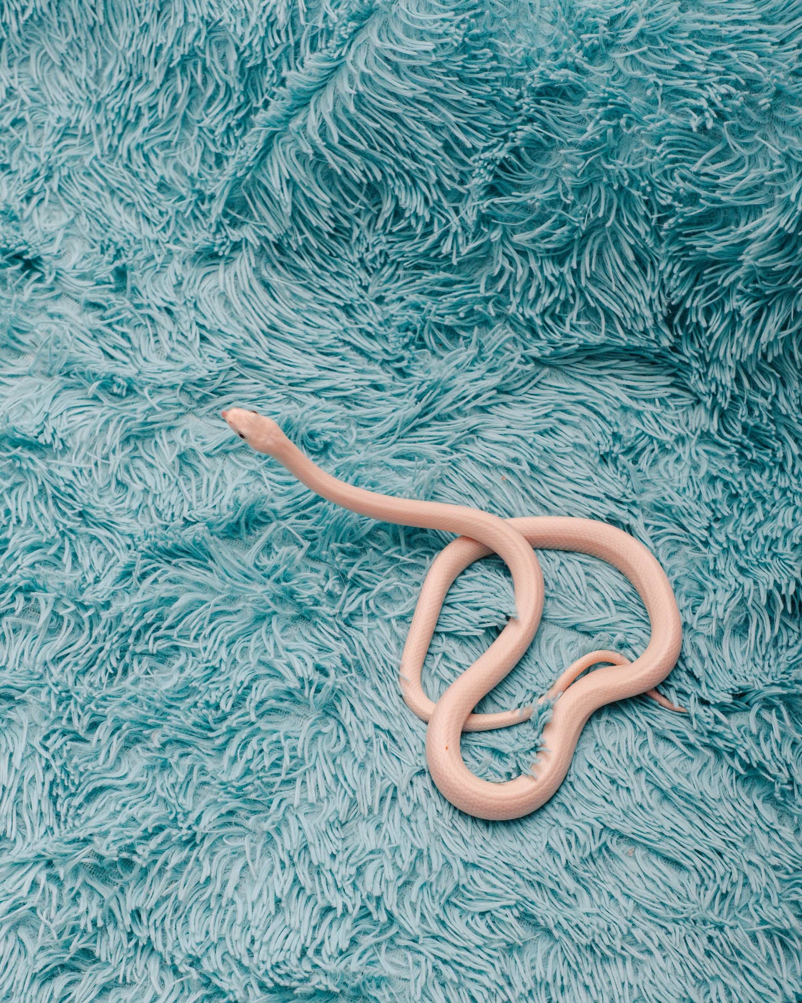 Модели змей. Фотограф Алёна Сергеевна Aloha_chë