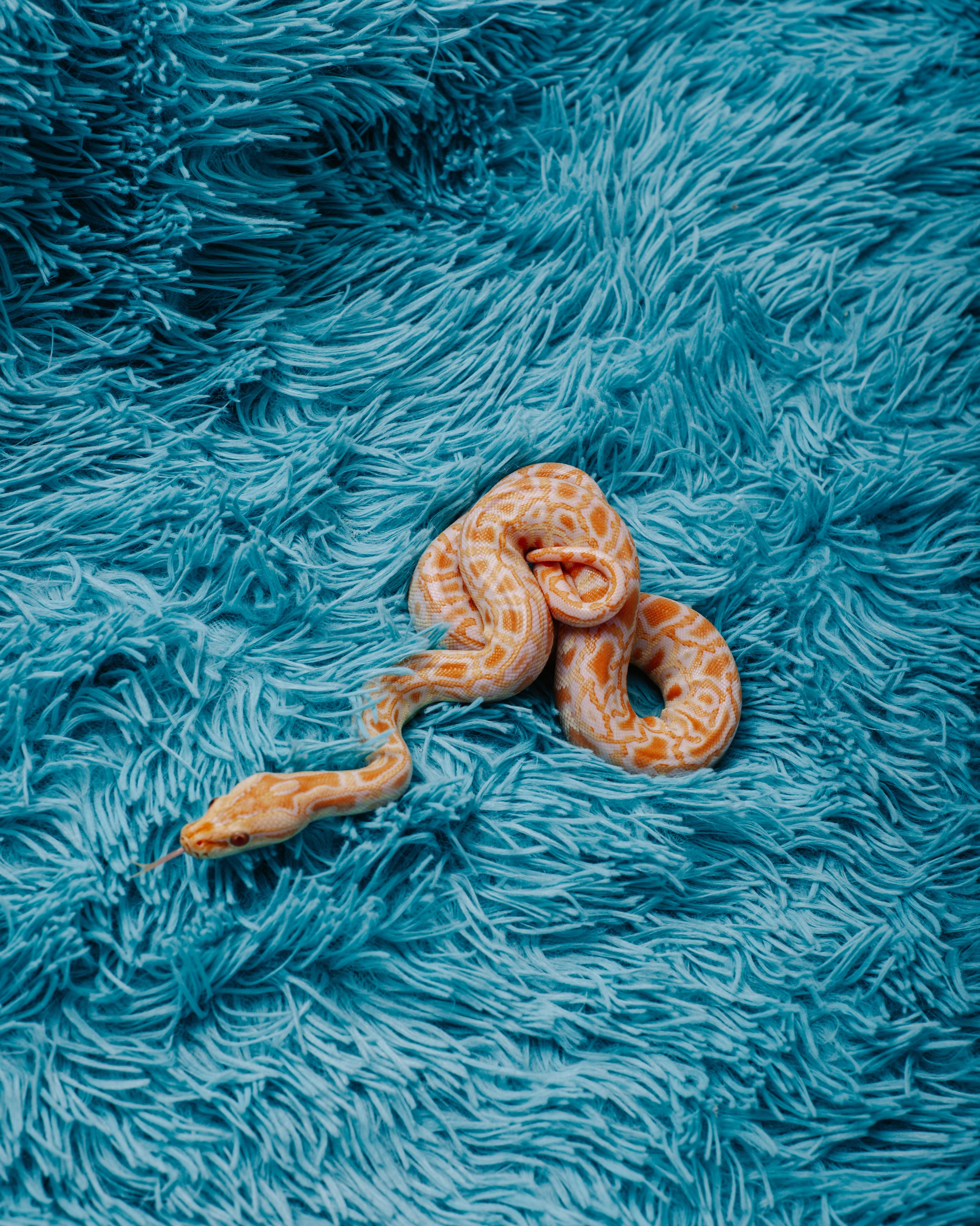 Модели змей. Фотограф Алёна Сергеевна Aloha_chë