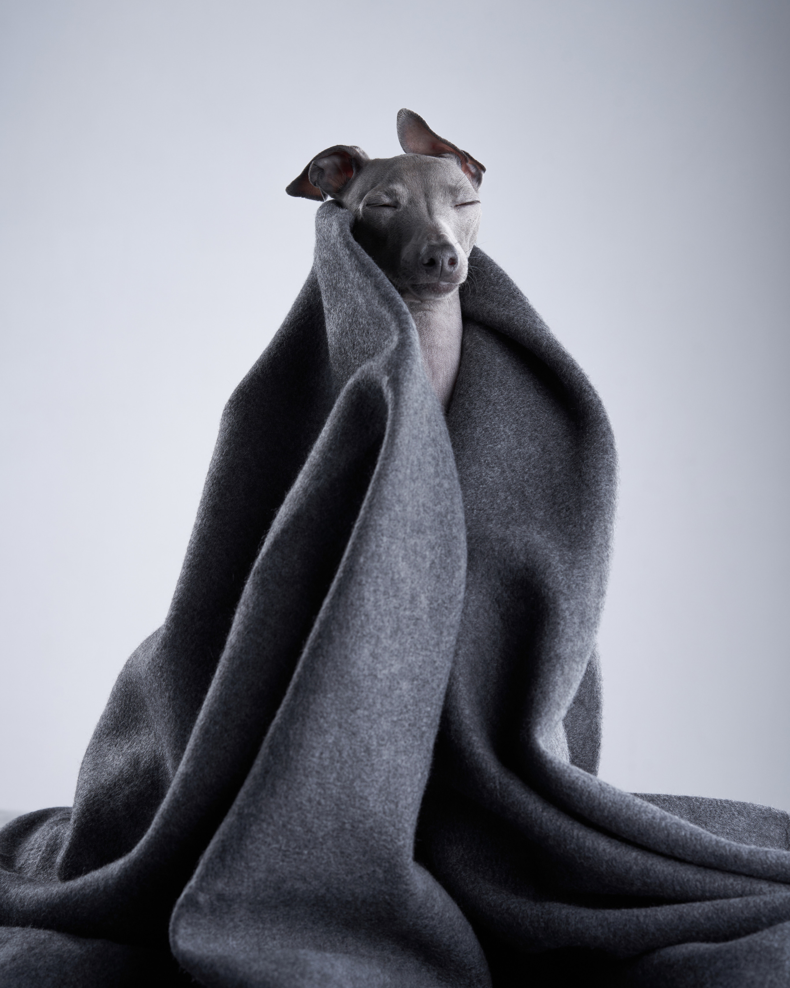 Dog photographer Averianova Anna — Art photography of dogs