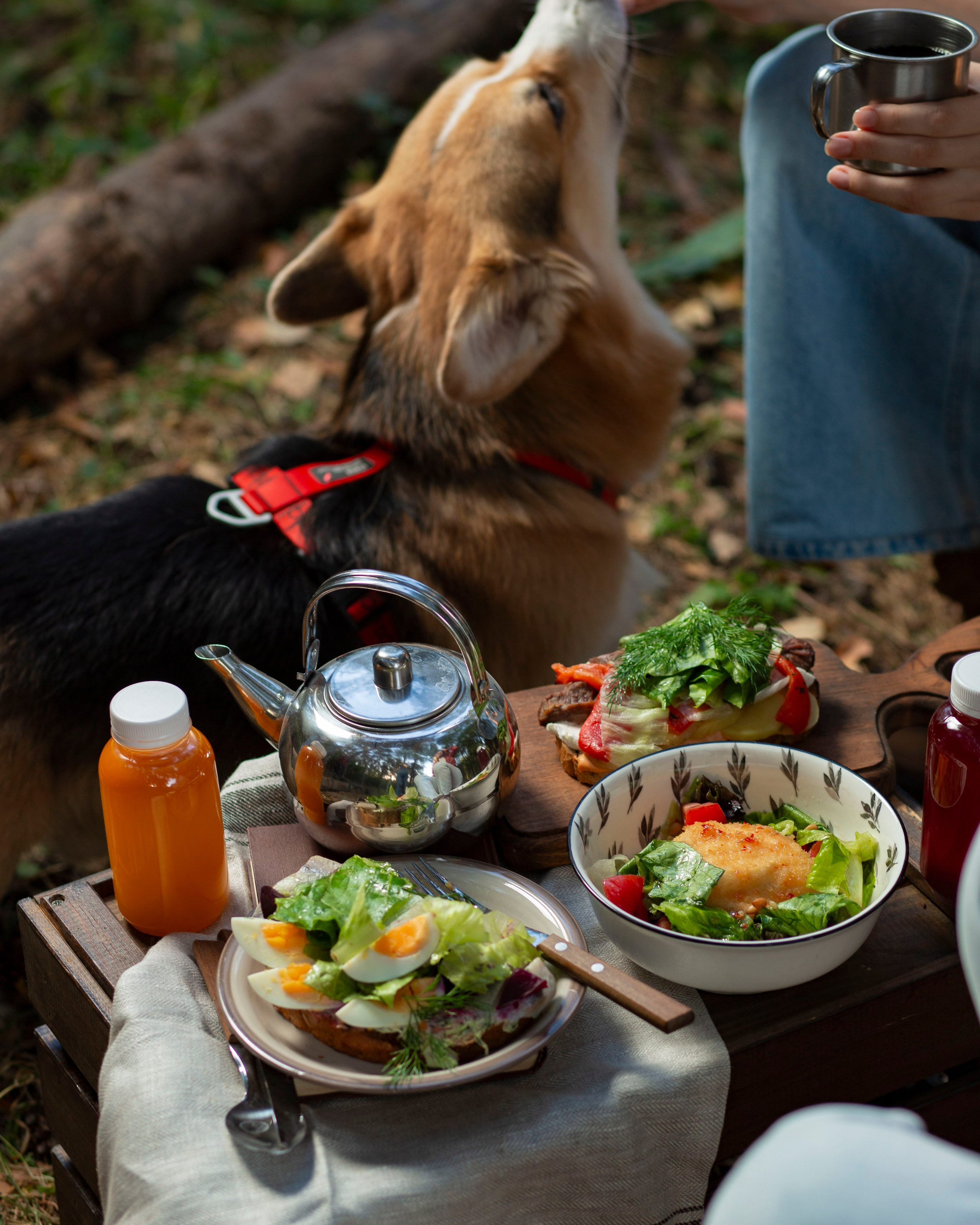 Съемка в лесу, фото пикника в лесу