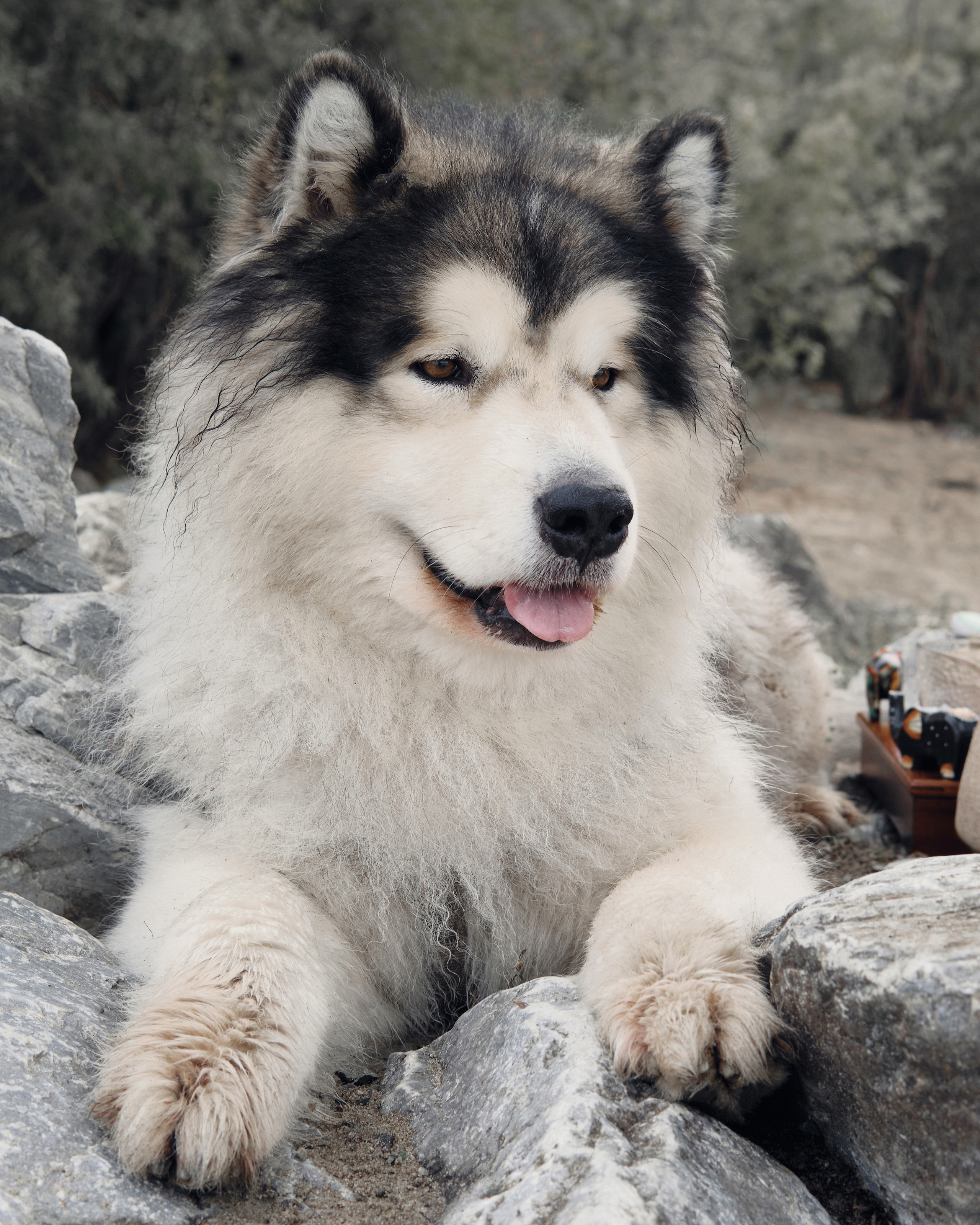 Интервью с чайным мастером Савелием Сорокиным — Белая панда. Семейный фотограф в Новосибирске Артём Кузнецов