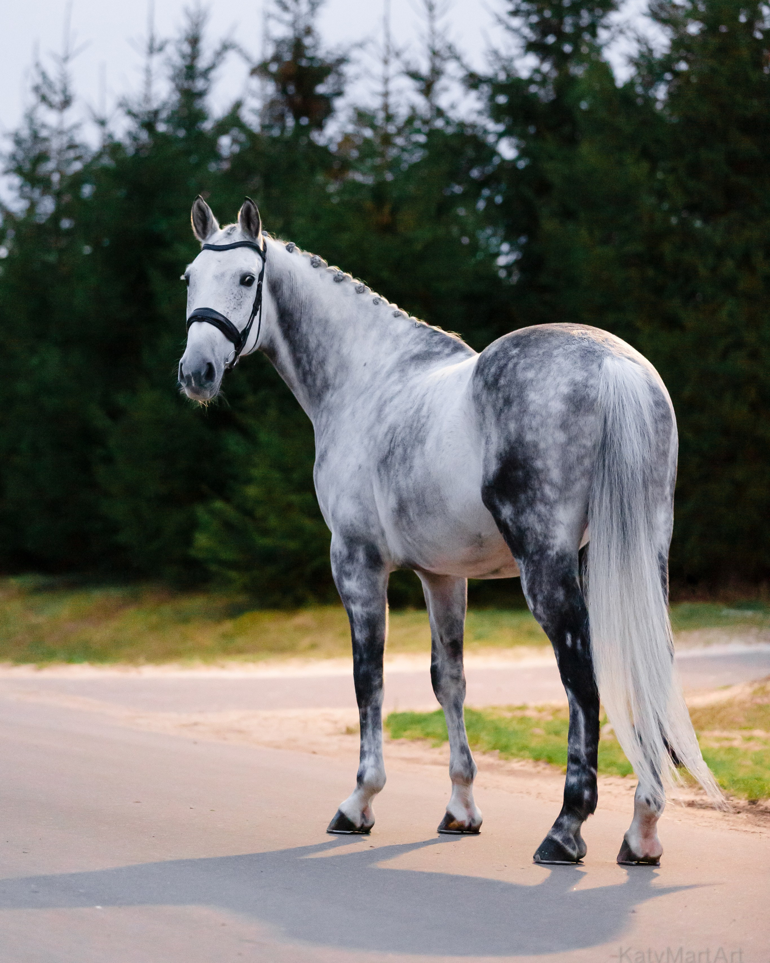 Услуги. KatymartArt — Equine photography