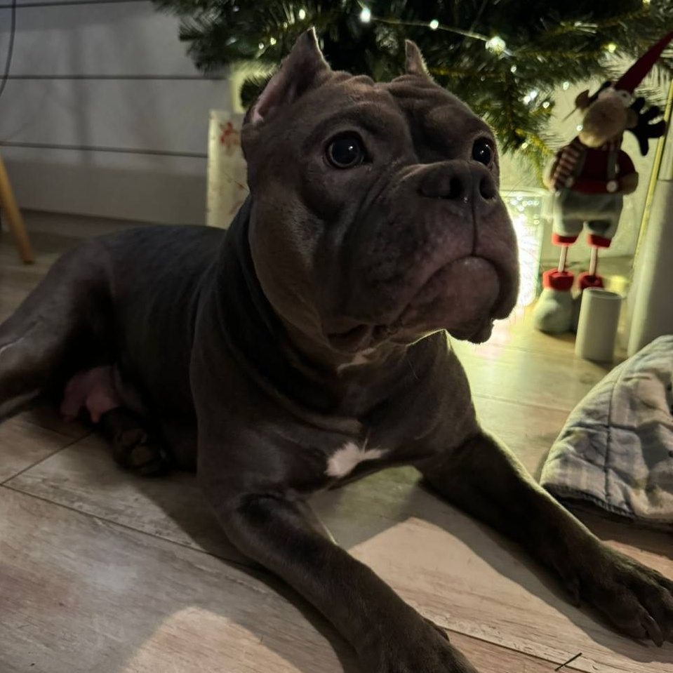 Bounty Pride Bully Tyson. Питомник американских булли Bounty Pride Bully