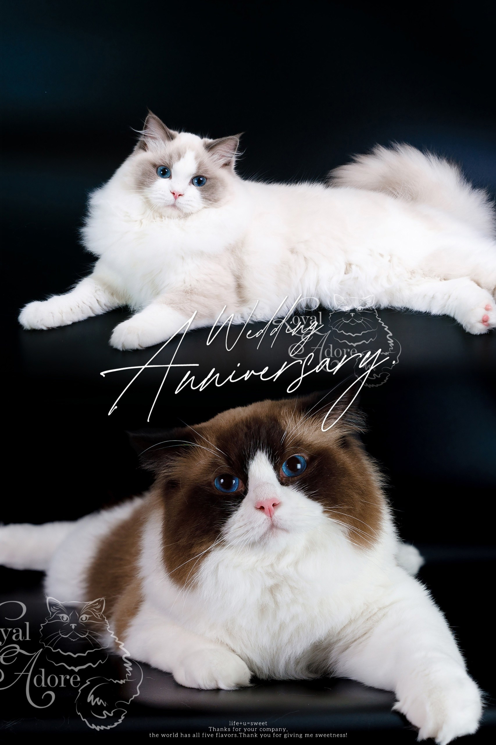 Котята рэгдолл от Loyal Adore. Питомник рэгдолл Loyal Adore