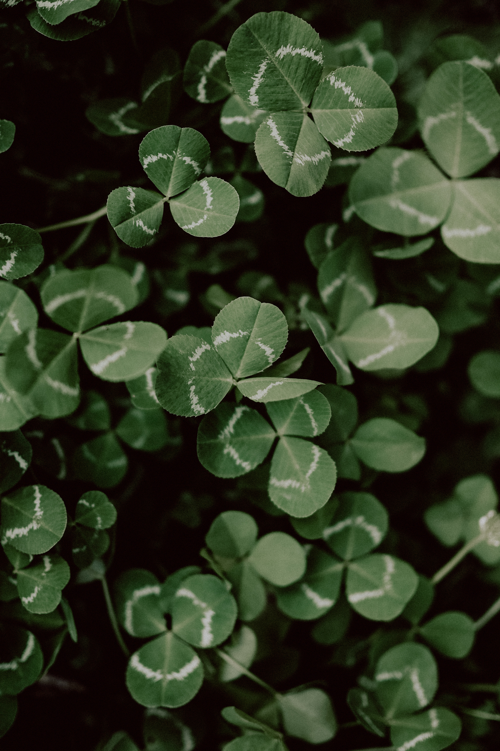 Услуги. Семейный, детский фотограф, видеограф. Город Владивосток Рубцова Юлия