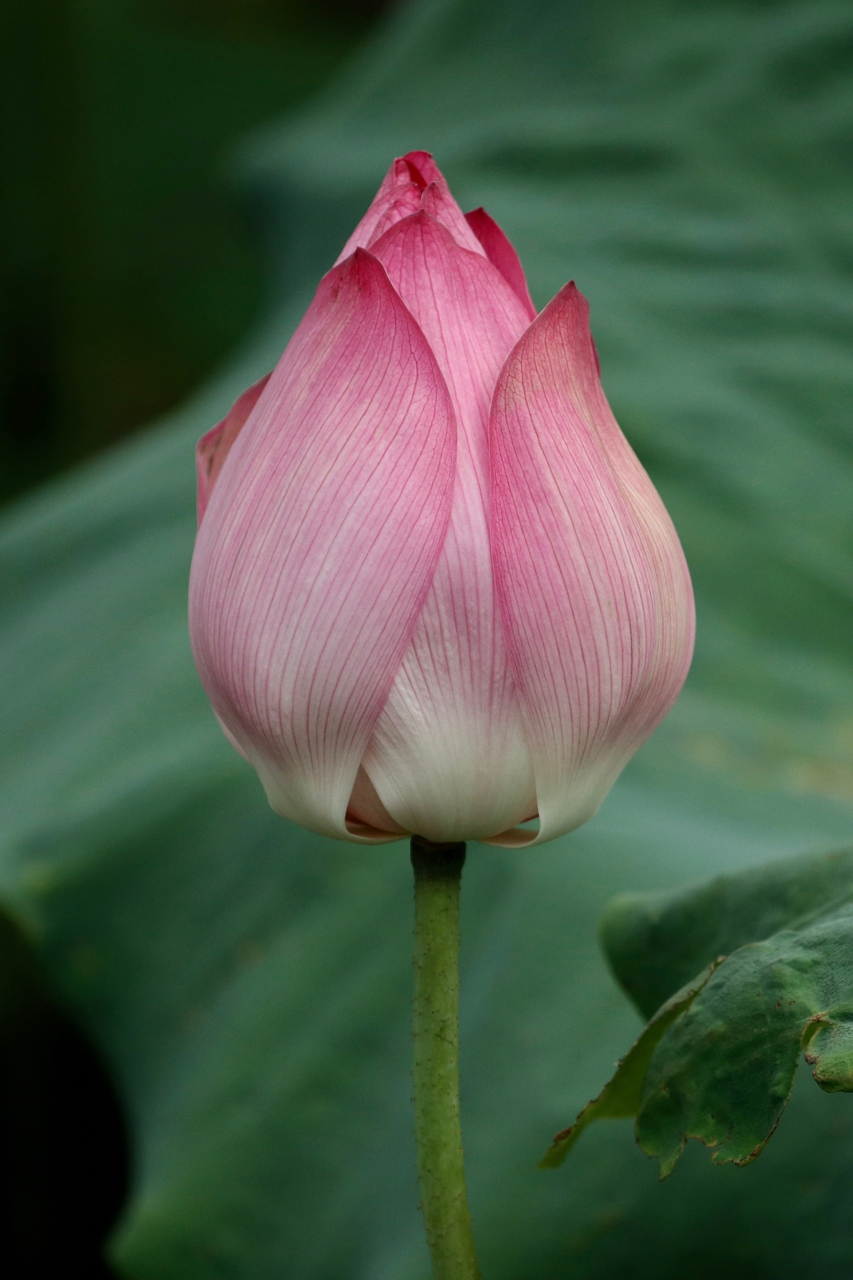 Сезон лотосов в Пекине. Фотограф Ольга Филимонова