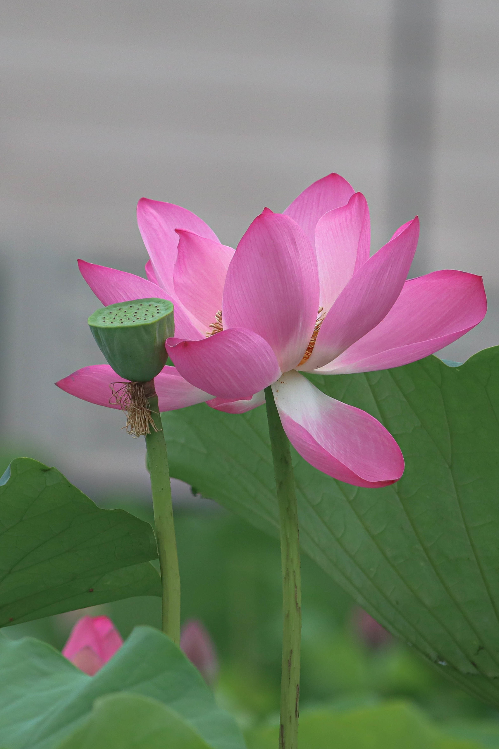 Июль — время цветения лотосов в Пекине. Фотограф Ольга Филимонова