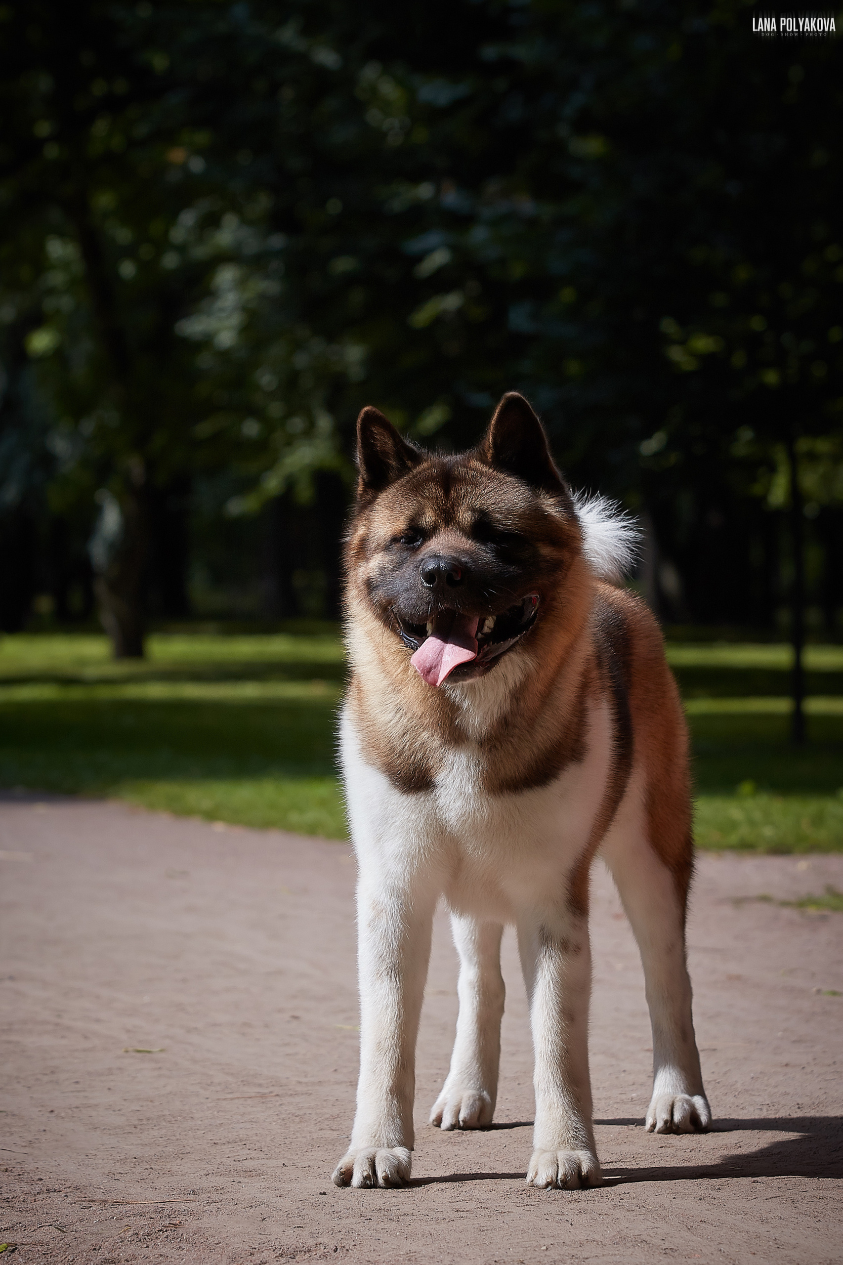 ГАЛС * IMAGINE DRAGON