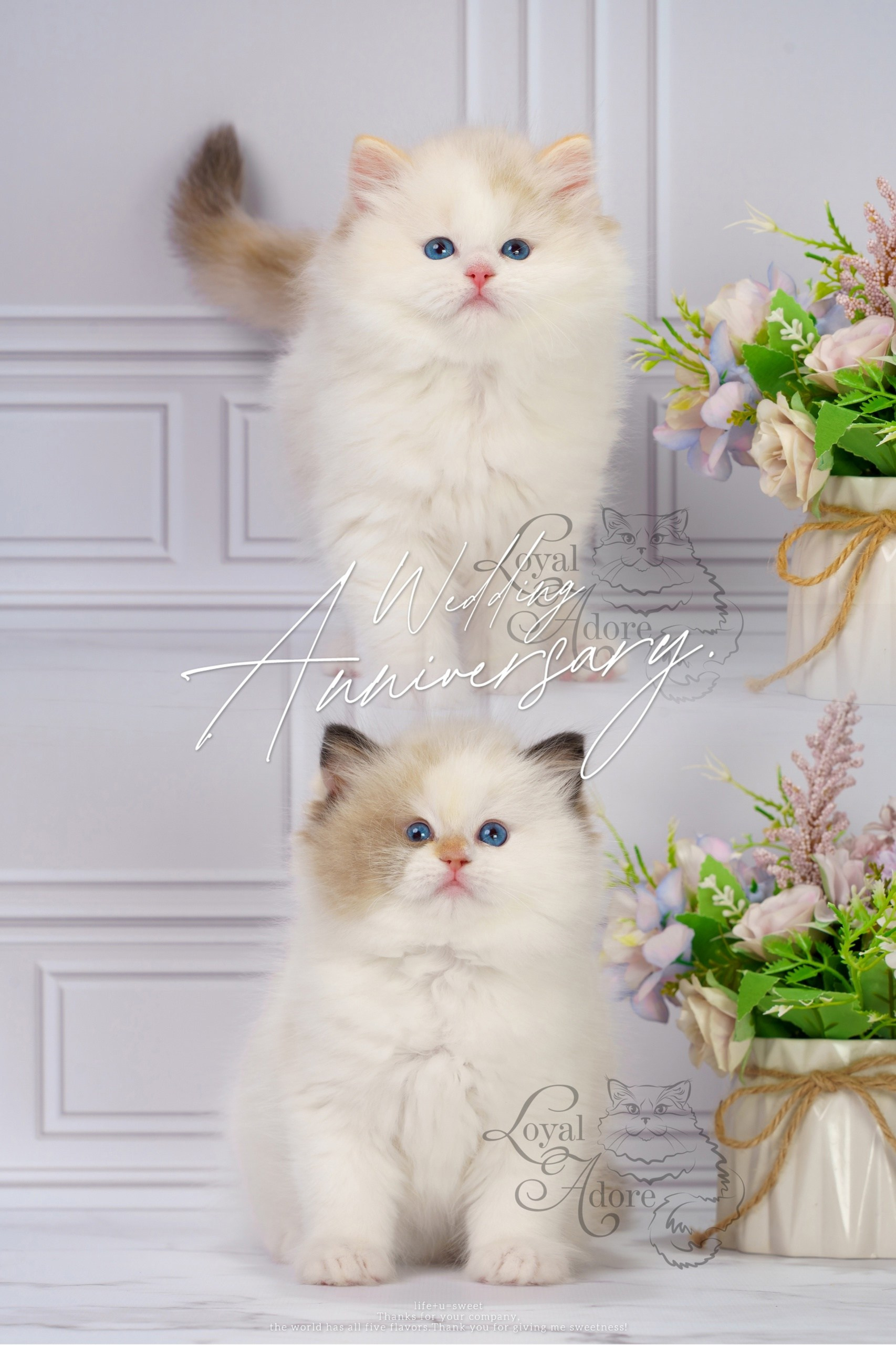 Котята рэгдолл от Loyal Adore. Питомник рэгдолл Loyal Adore