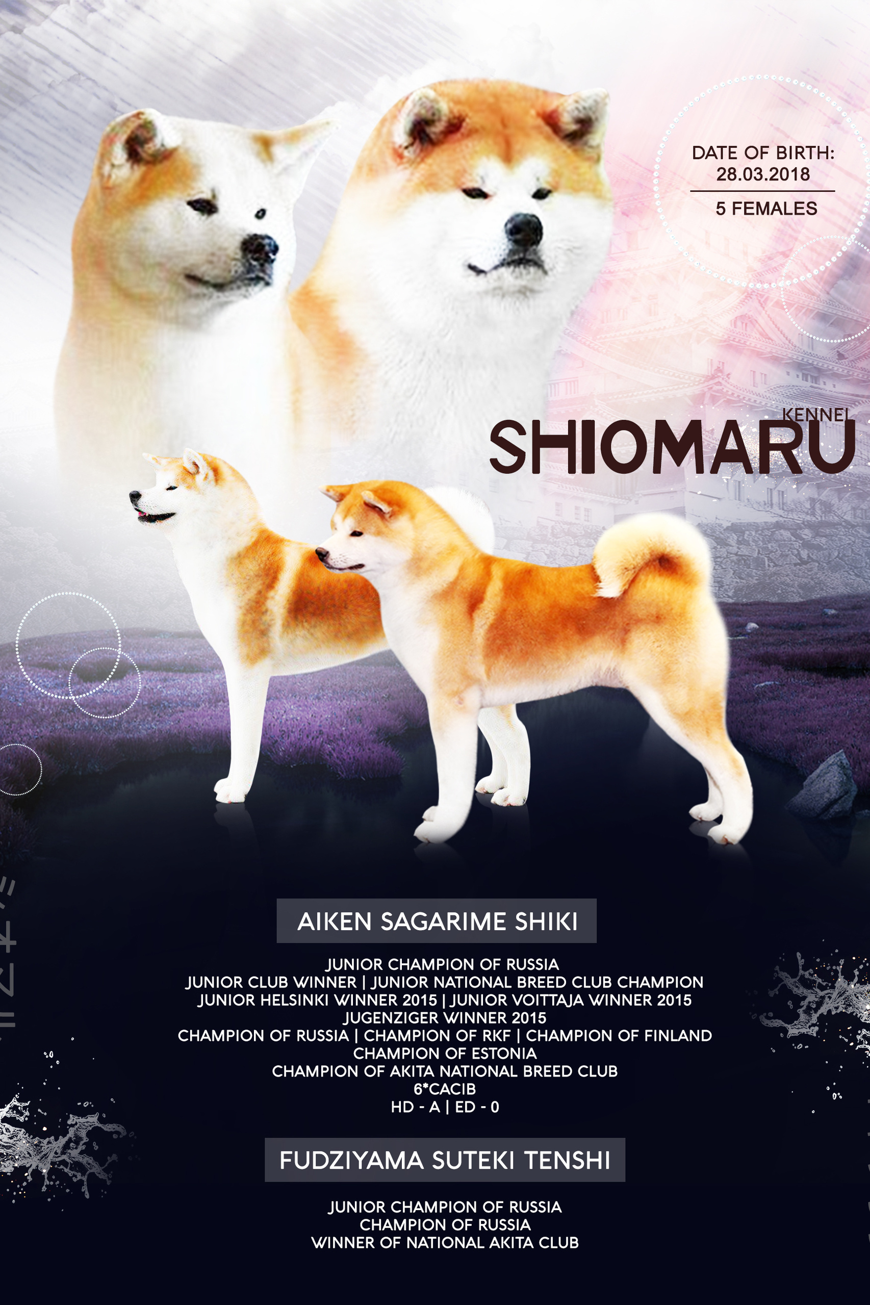 LITTERS. SHIOMARU Shiba and Akita Inu Kennel