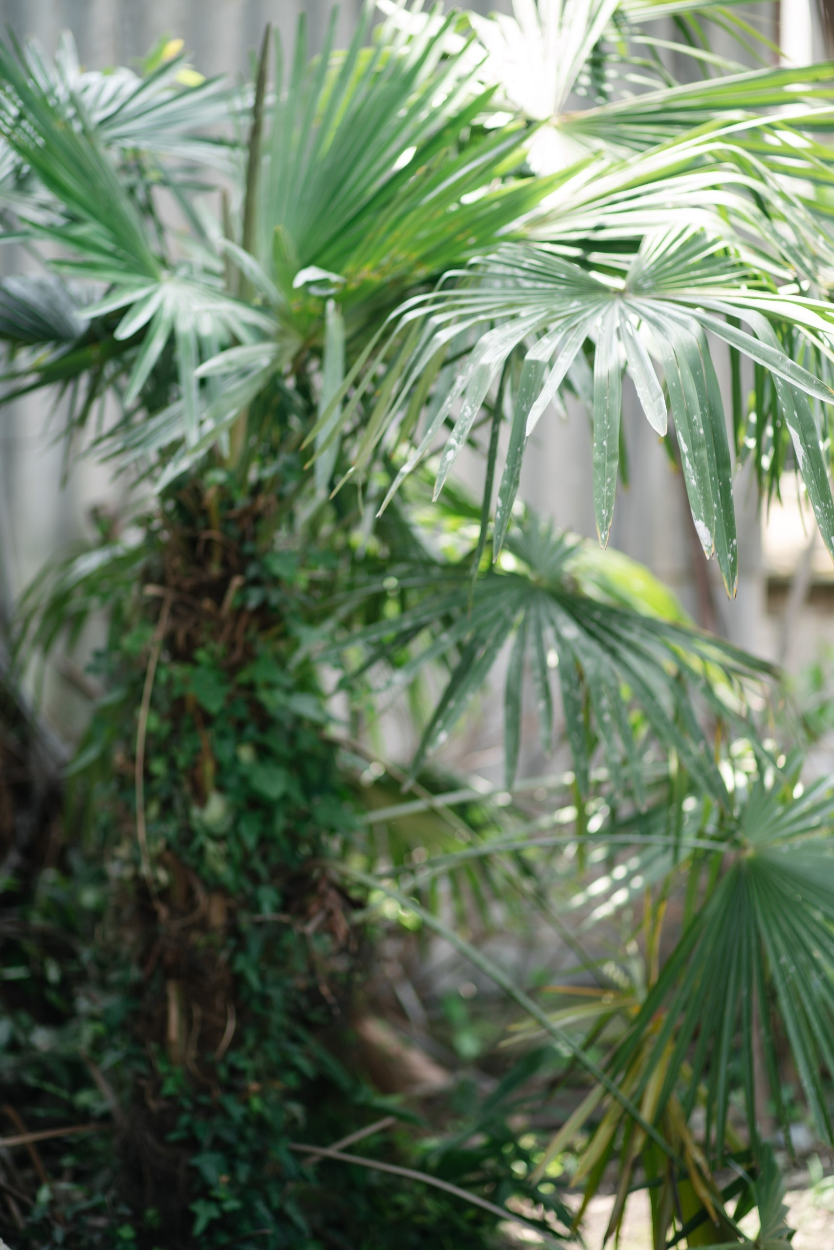 Авторский фото тур «Девичник в Новом Афоне». Семейный фотограф и видеограф Ростов-на-Дону
