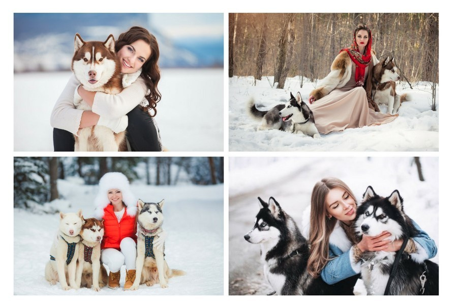 Фотопроект с хаски (архив)