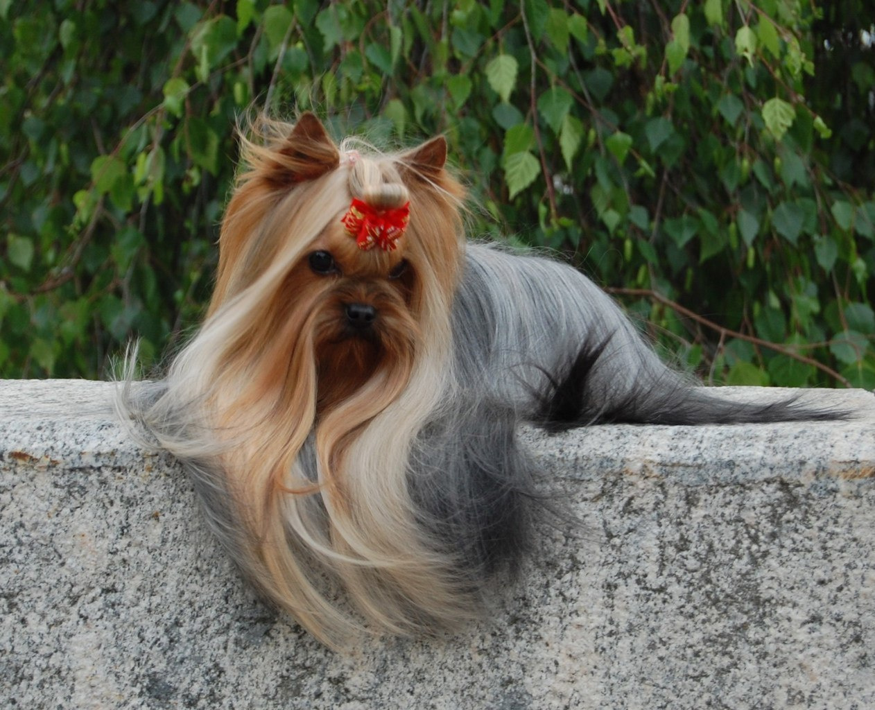 Beloved Cookie Stribrne Prani. Питомник Йоркширских терьеров Дэнстайл в Санкт-Петербурге заводчик Тих