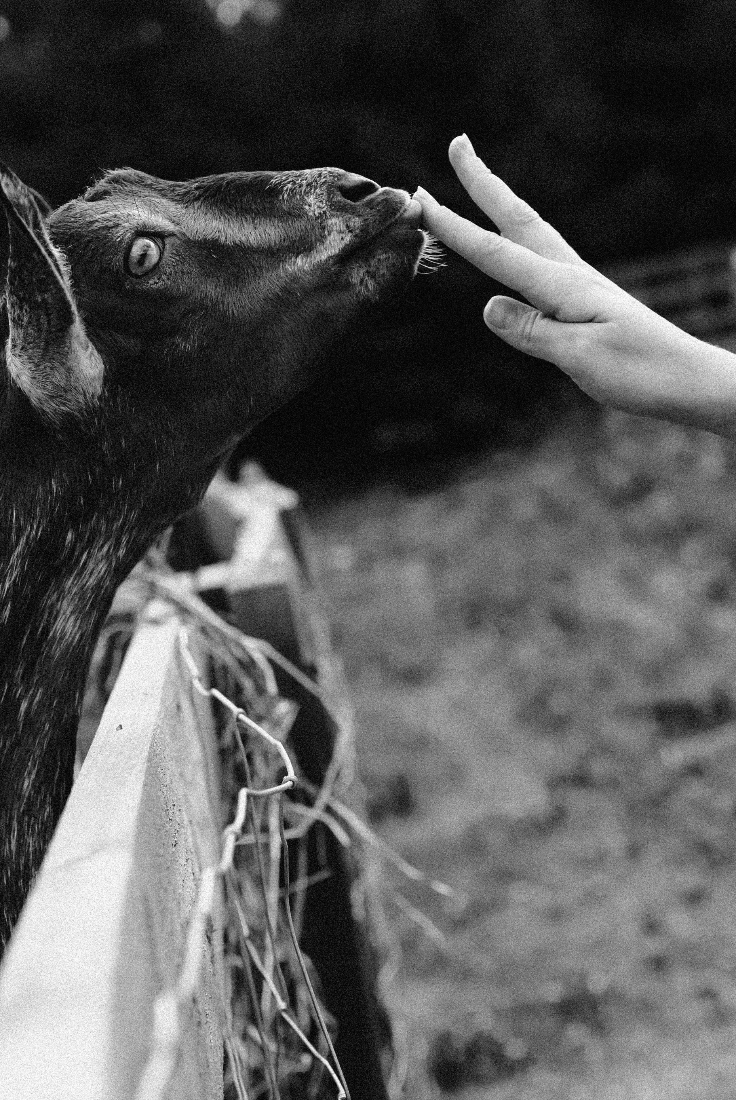 Услуги и цены. Кошенкова Мария: портретный и репортажный фотограф. Санкт-Петербург