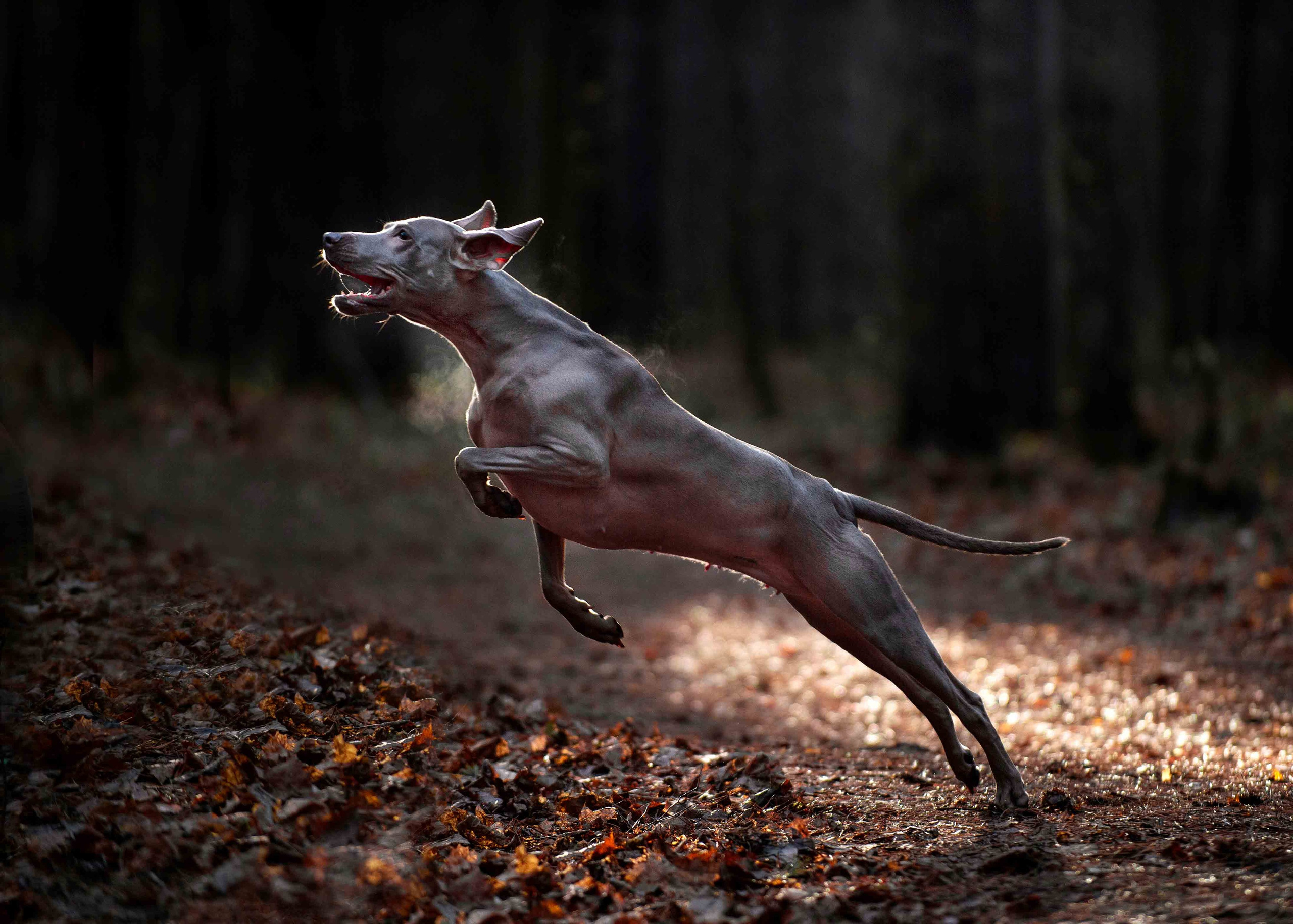 Портретная и свадебная фотосъемка. Москва и область