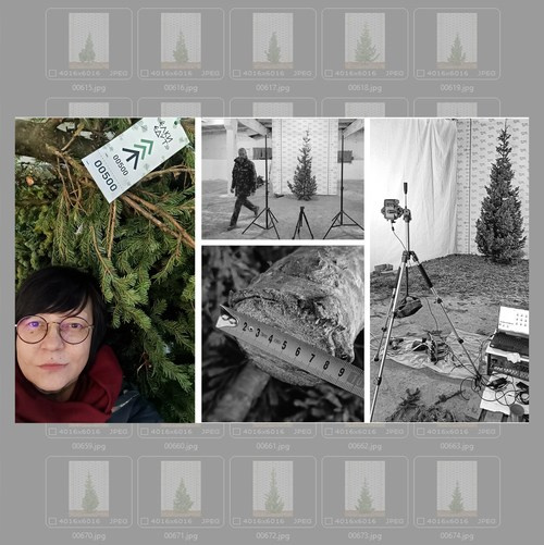 Фотосъёмка живых ёлок. Предметный фотограф в Новосибирске Светлана Логинова