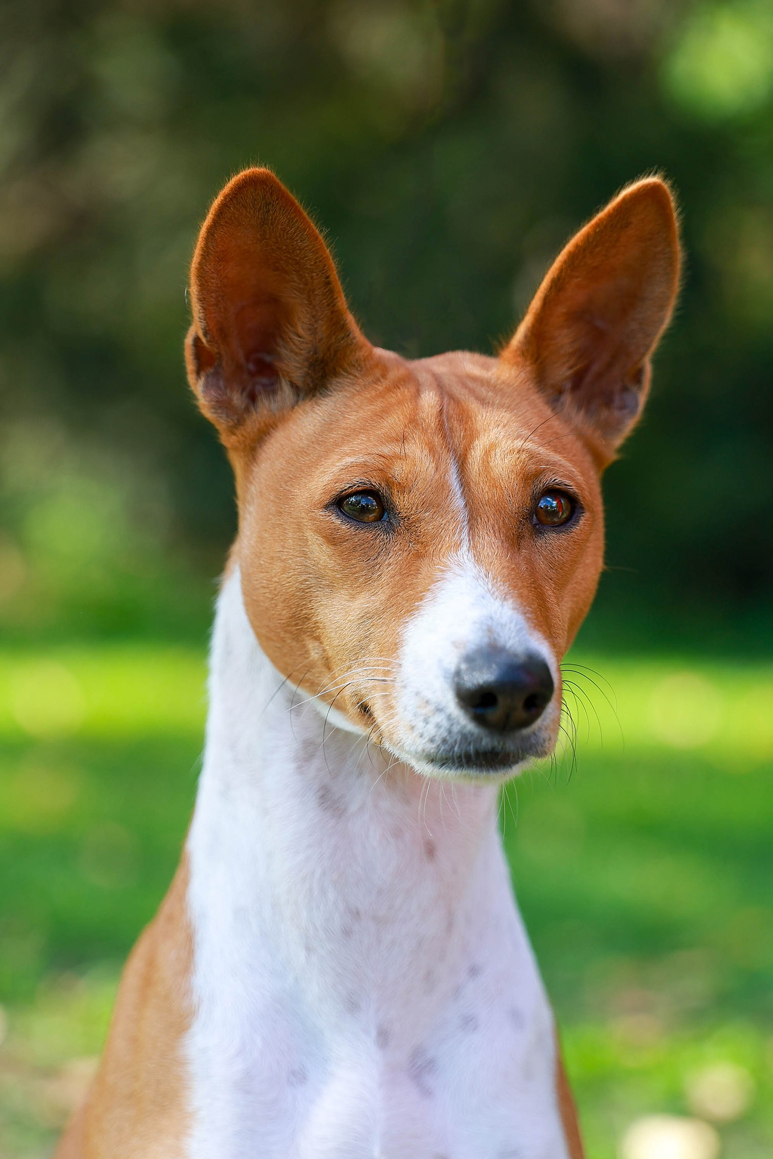 Услуги и цены. Фотограф-анималист в Омске Екатерина Маричева