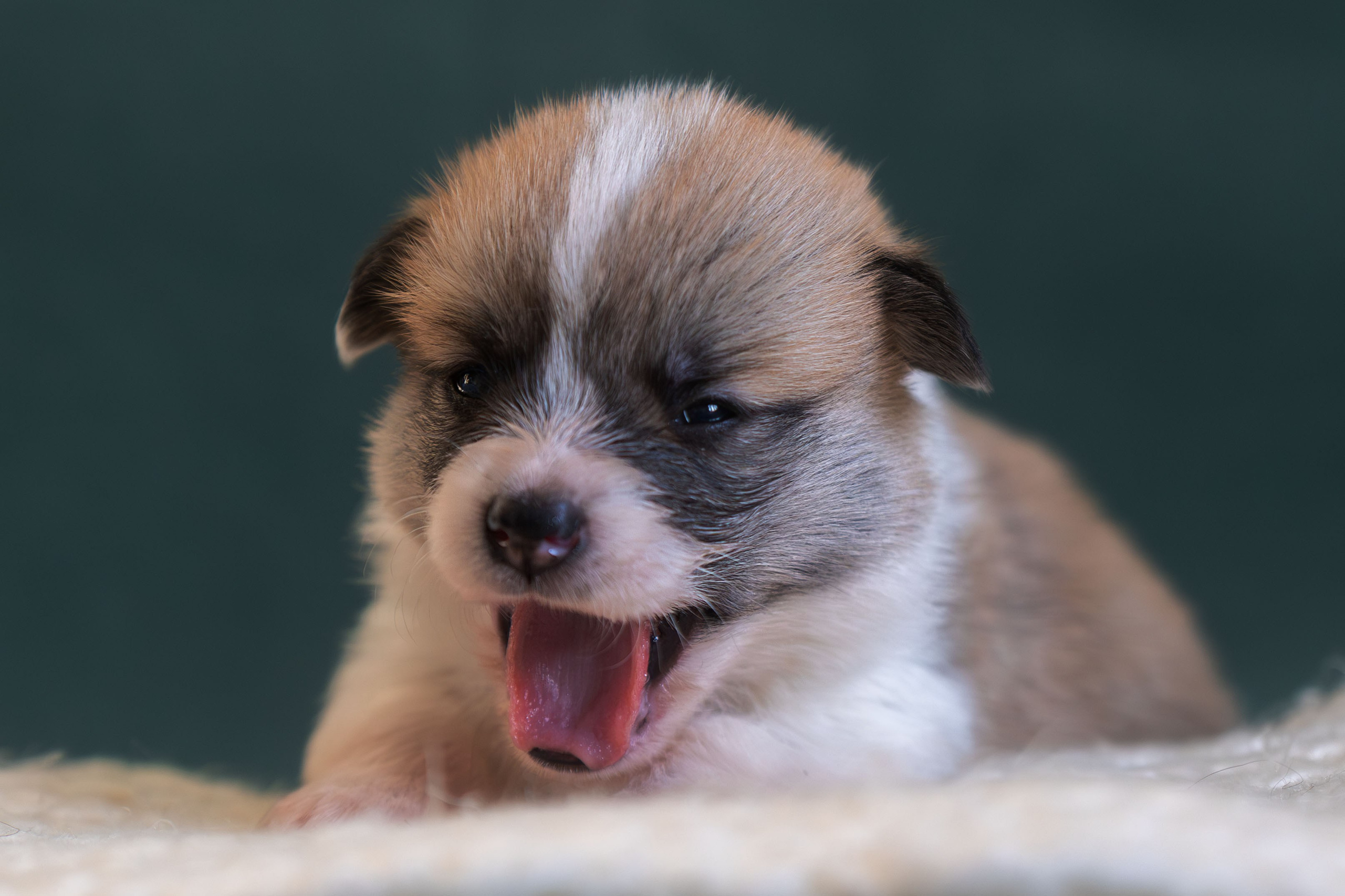 Купить щенка вельш корги кардиган из питомника Ice Fantasy. Ice Fantasy kennel: professional breeding of Siberian huskies and wels