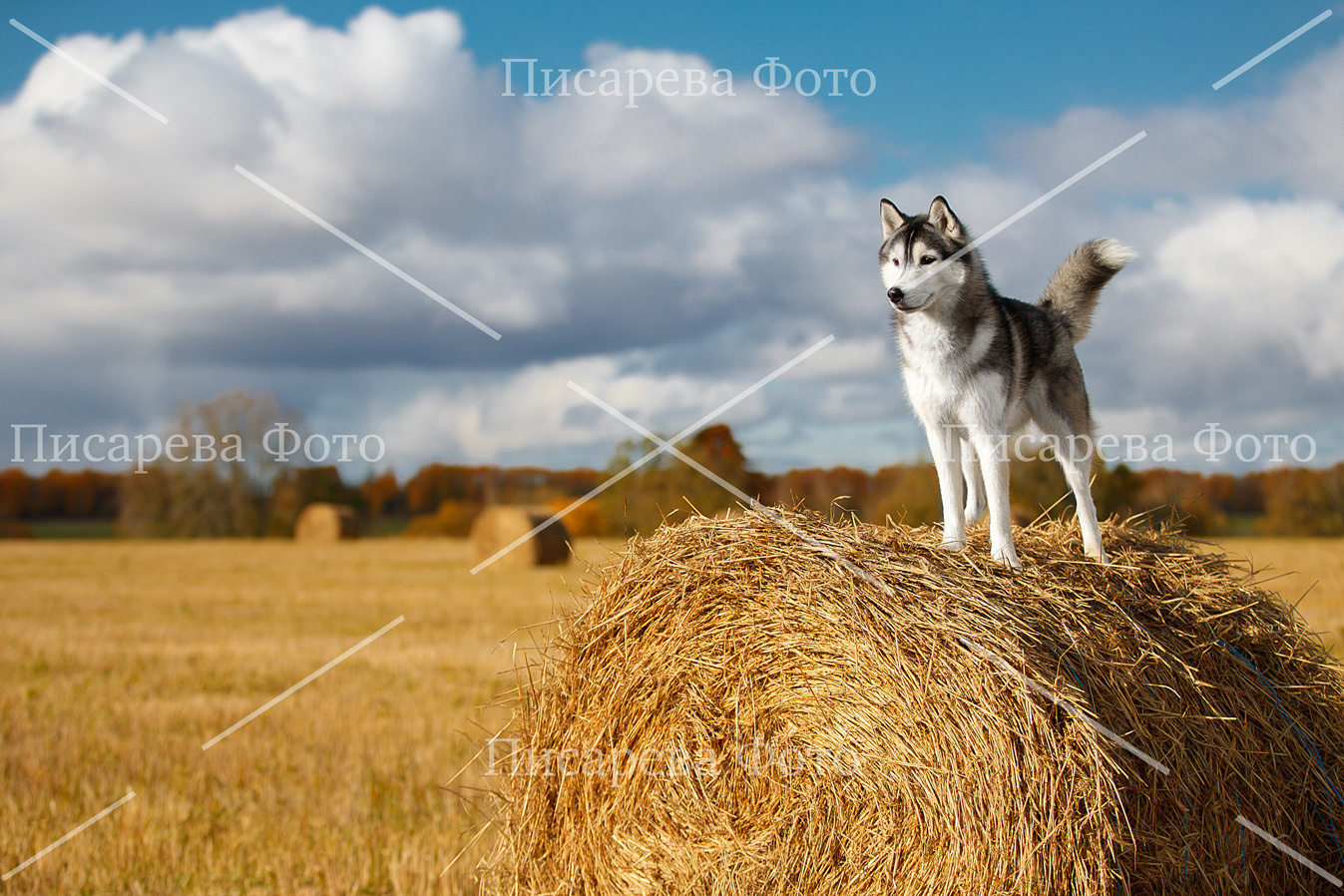 Собака стоит на снопе сена в осеннем поле