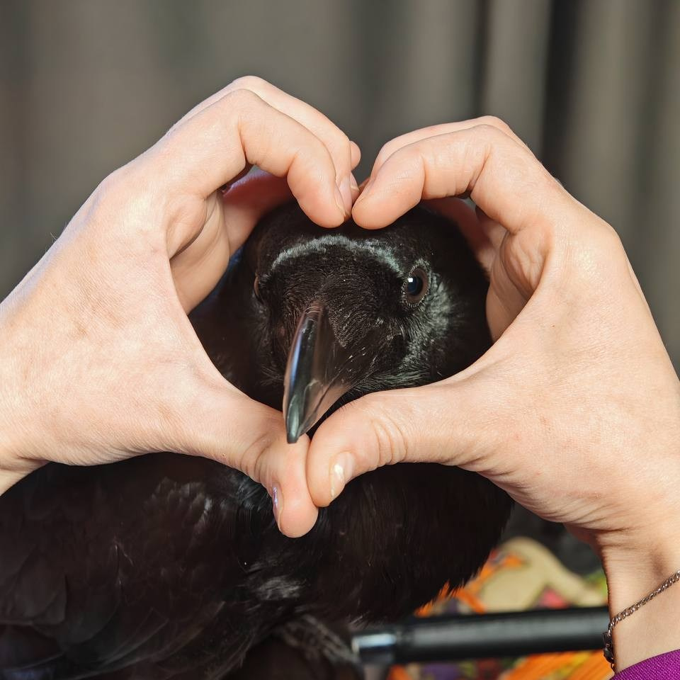 Контакты. Фото и видеосъемка с черным вороном в Москве