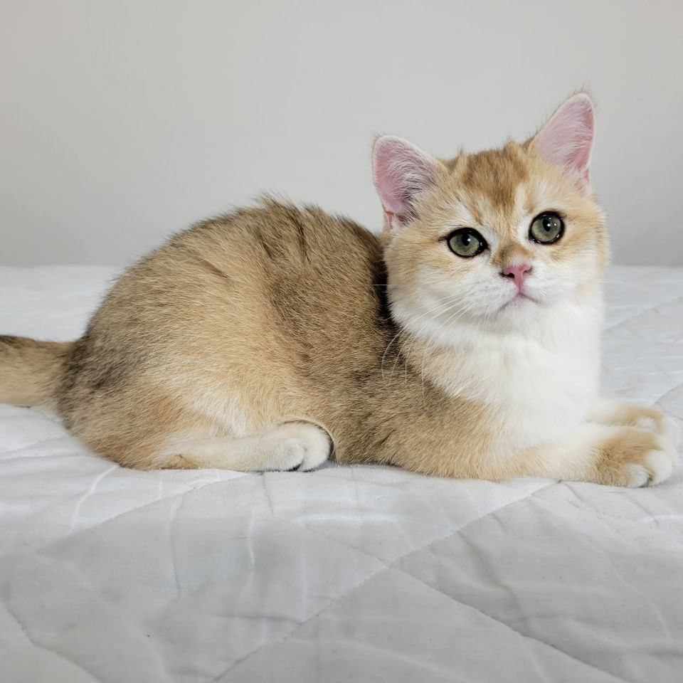 Brittish kitten texas