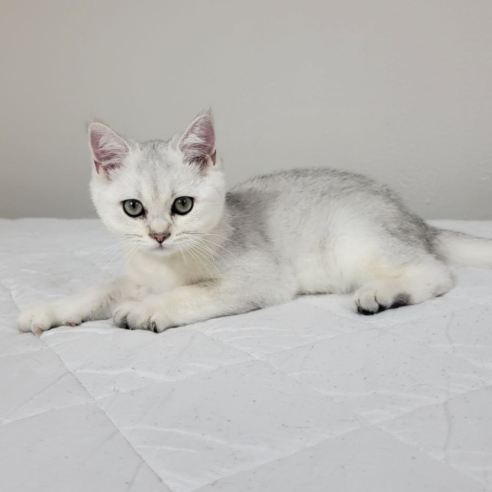 Chinchilla on silver kitten
