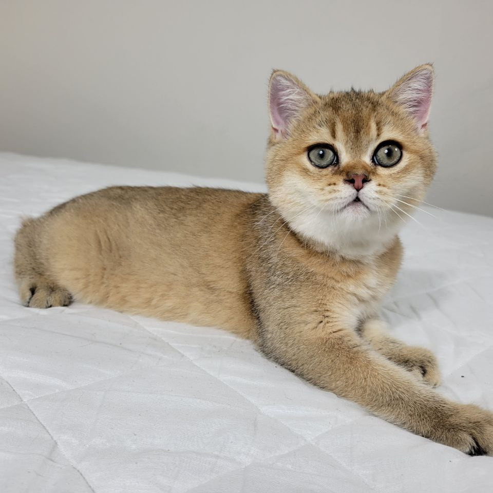 british shorthair kitten in TX