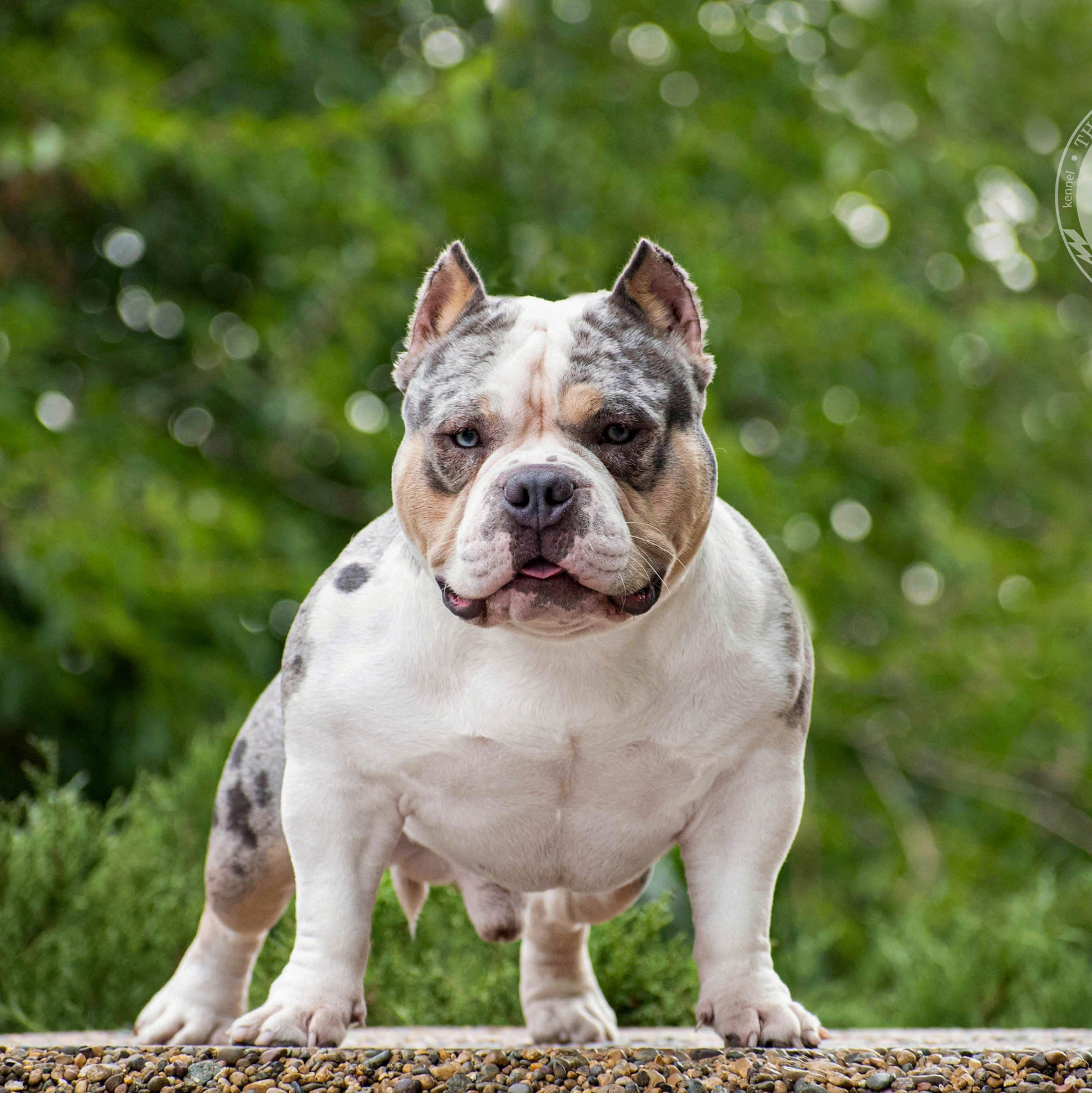 кобель на вязку American Bully в Владивостоке