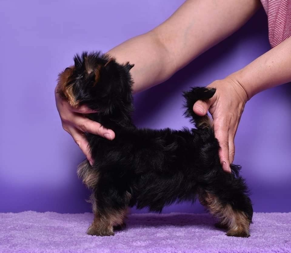 Кобель /Males. Питомник Йоркширских терьеров Дэнстайл в Санкт-Петербурге заводчик Тих