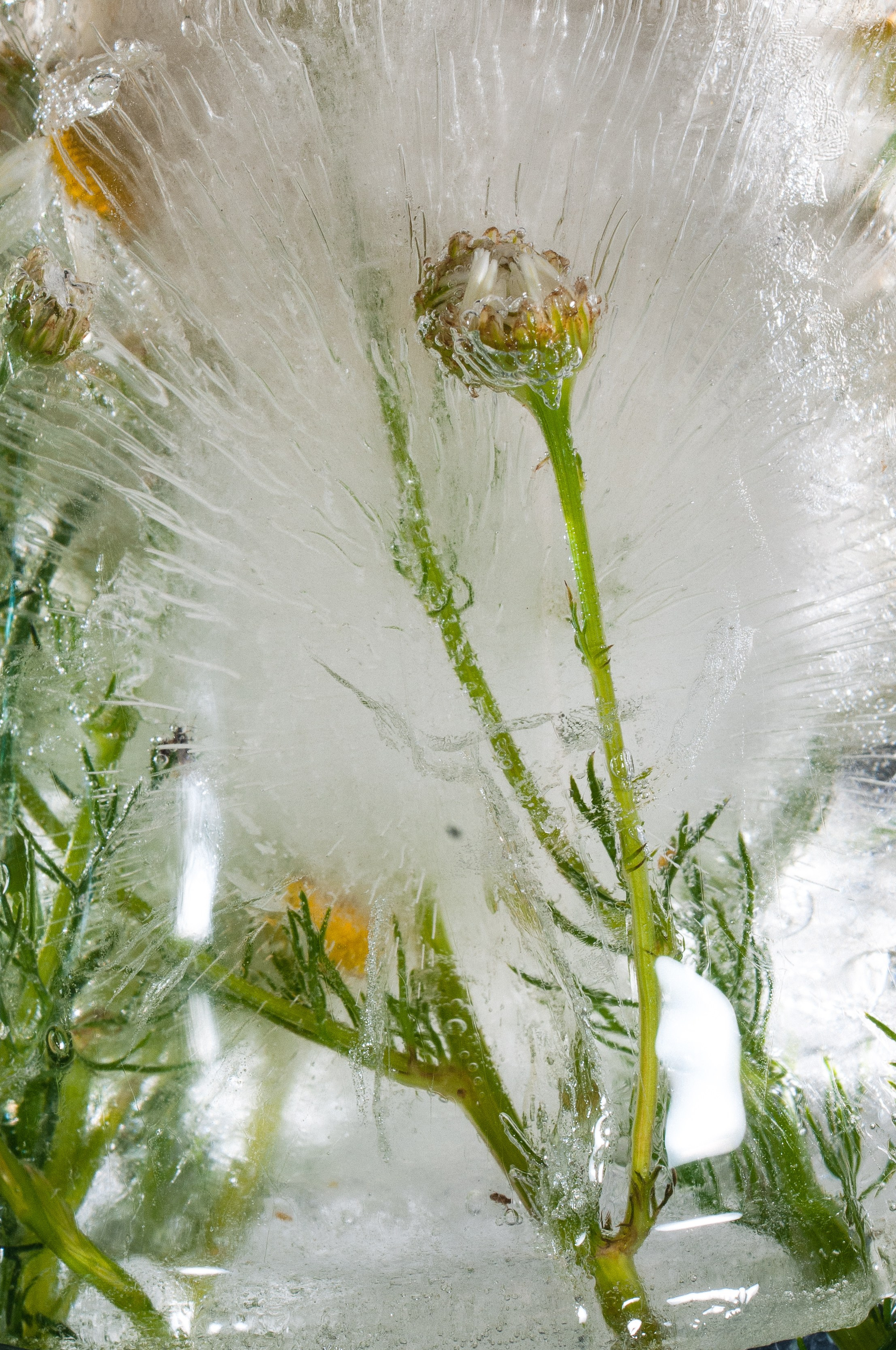 FFF — Frozen Fairy Flower. Фотограф в Санкт-Петербурге Анна Гончар