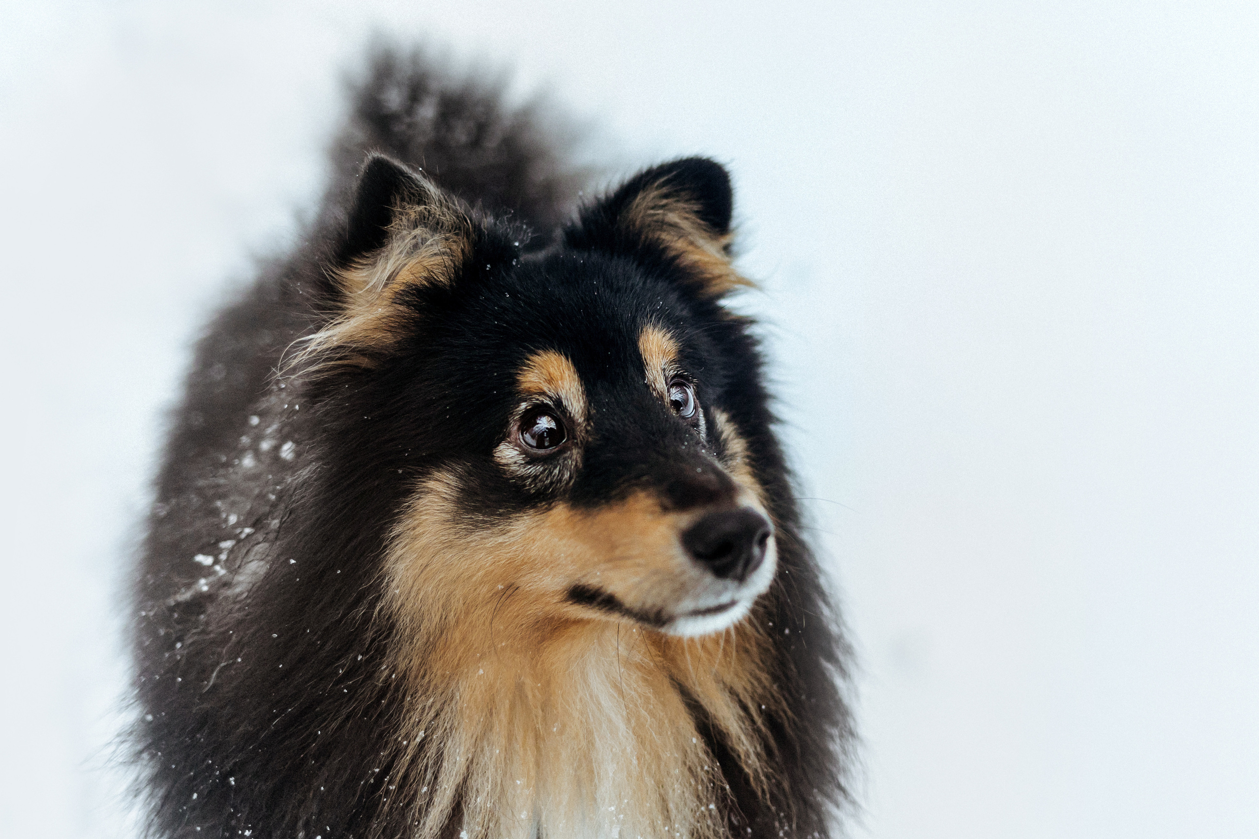 Сколько стоит быть фотографом-анималистом?