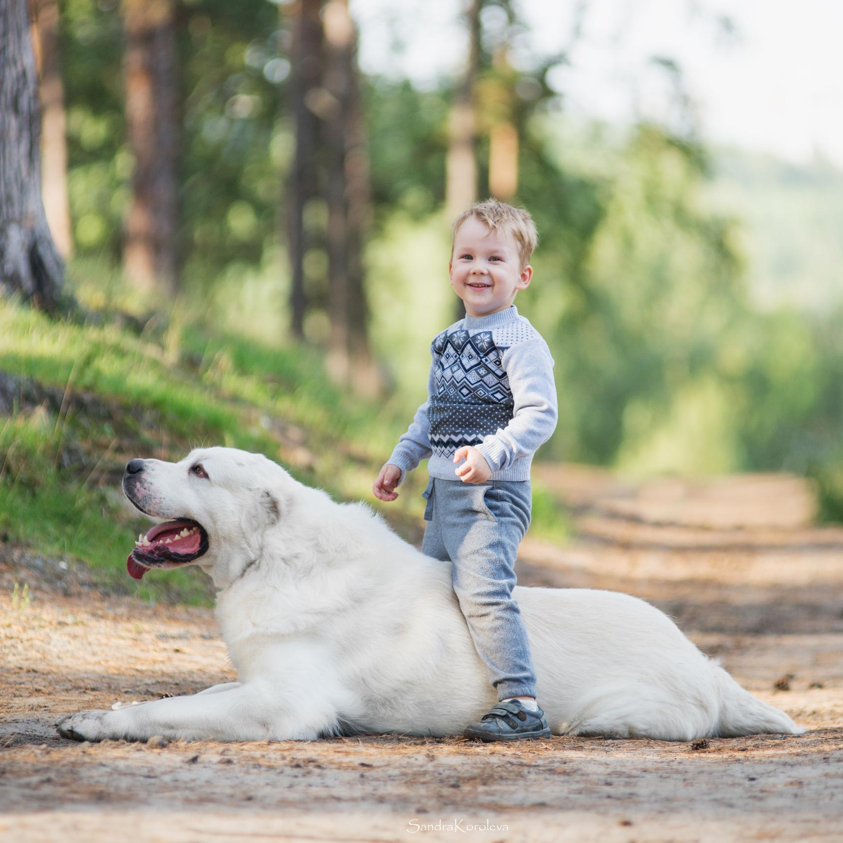 Услуги. Дог-фотограф в Тюмени Александра Королева