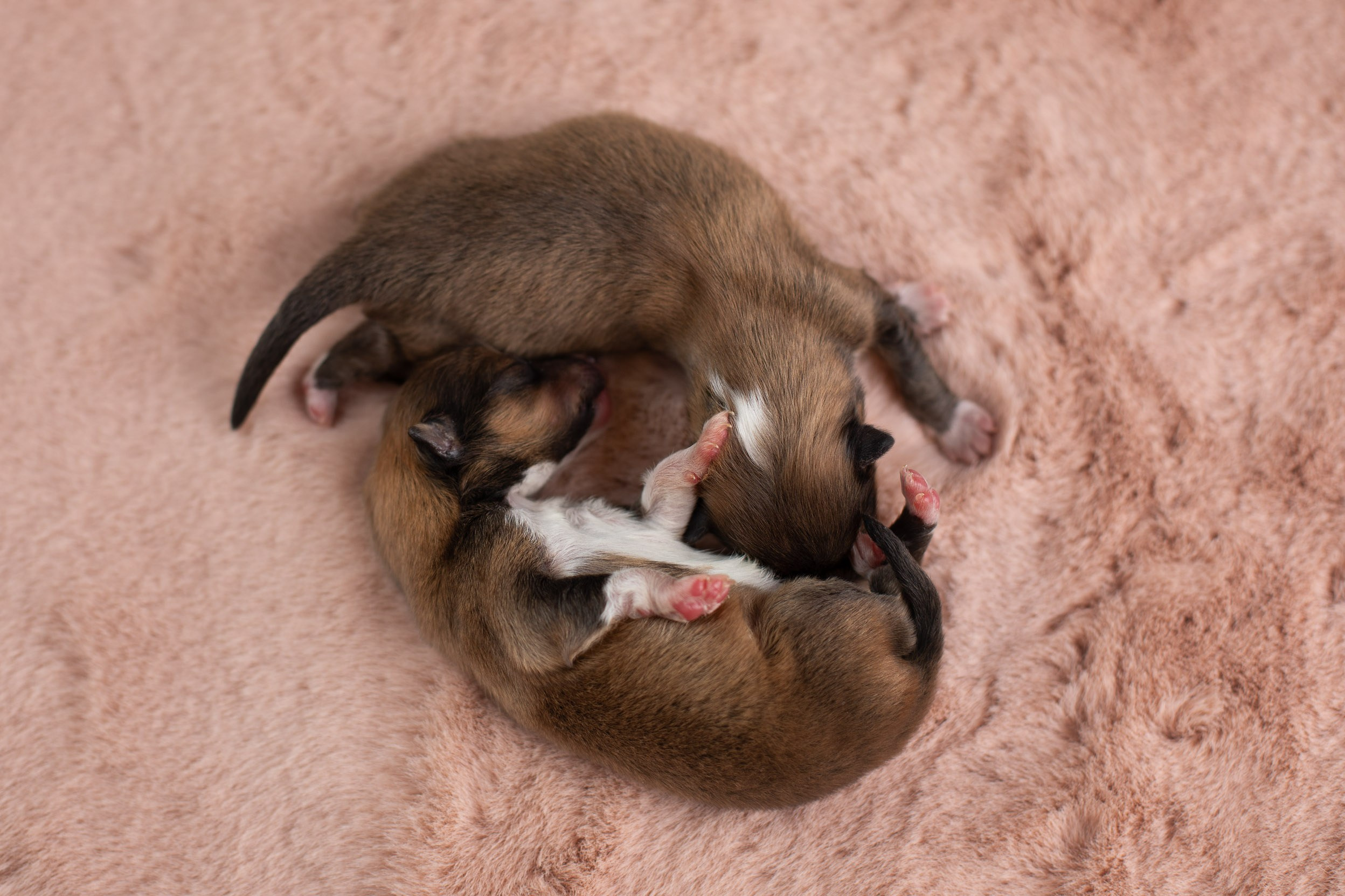 Стоимость съемки помета щенков для заводчиков. Фотограф-анималист в Москве и Московской области Татьяна Фролова
