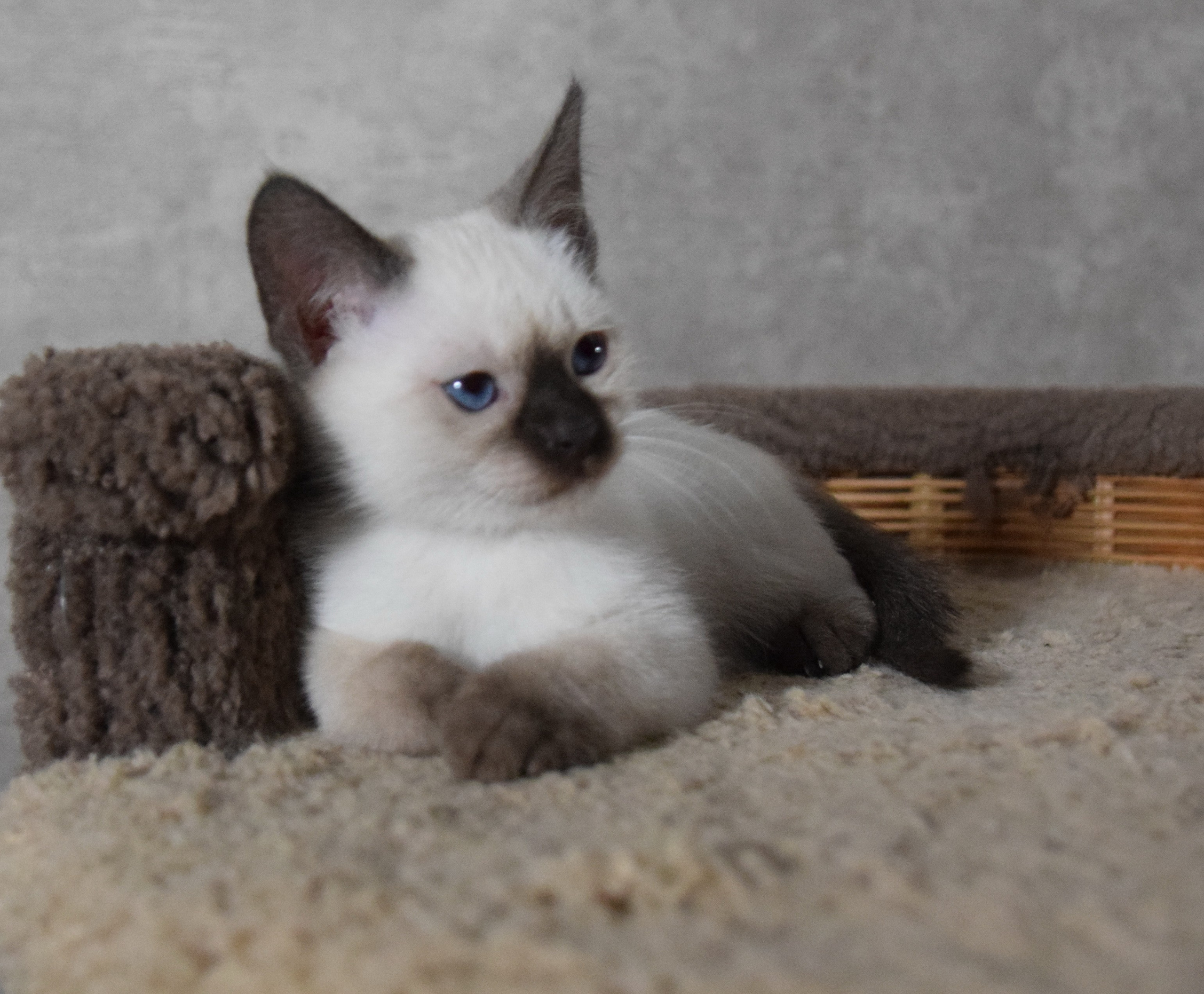 Котята. Питомник тайских кошек в Санкт-Петербурге Noyland