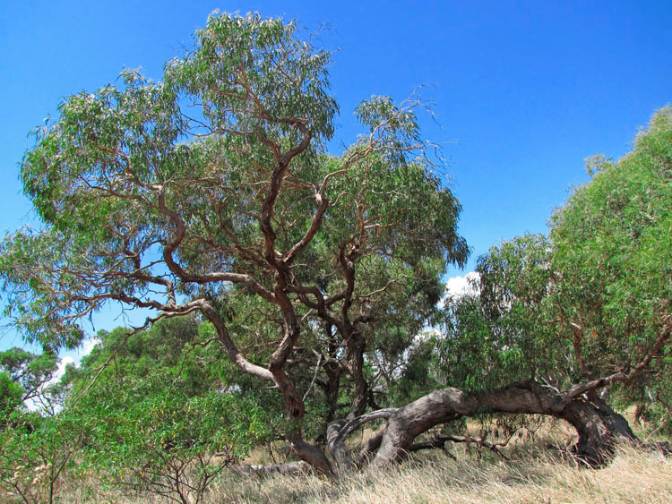 Масло эвкалипта. VDAO.RU — исцеляющие практики