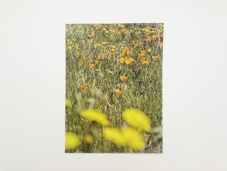 ОБЗОР АКТУАЛЬНЫХ ФОТОКНИГ: ЛИХОРАДКА ПОЛЕЙ. Самоорганизация Низина