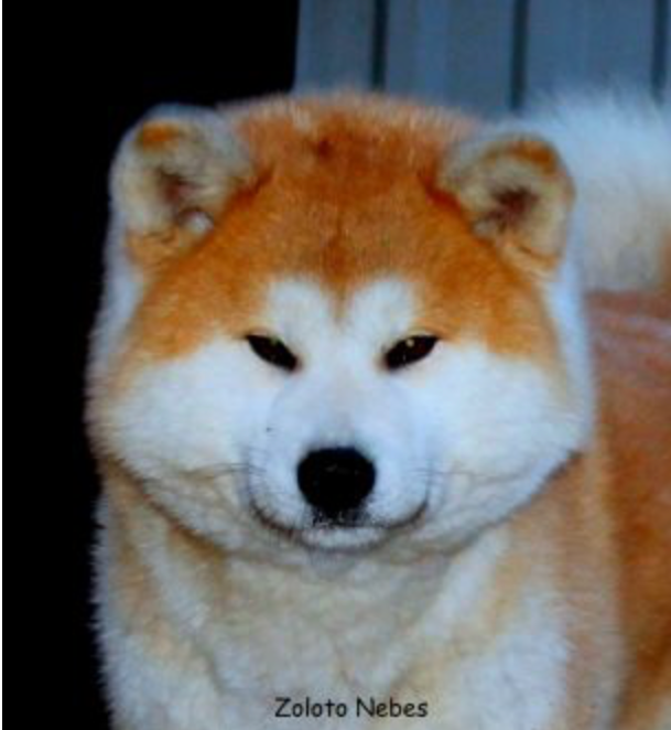 Ветераны. Питомник Акита-Ину