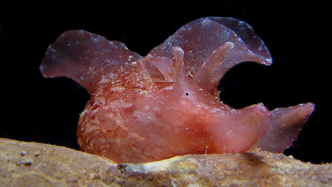 Влияние письма на развитие детей. Каллиграф Константин Парсаданов