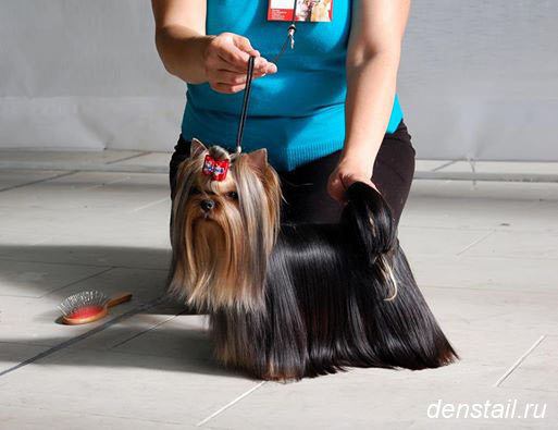 2014 г Результаты выставок. Питомник Йоркширских терьеров Дэнстайл в Санкт-Петербурге заводчик Тих