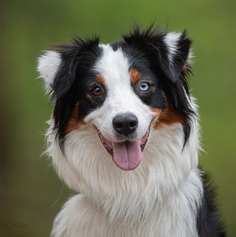 Наши собаки. BLGKV питомник собак