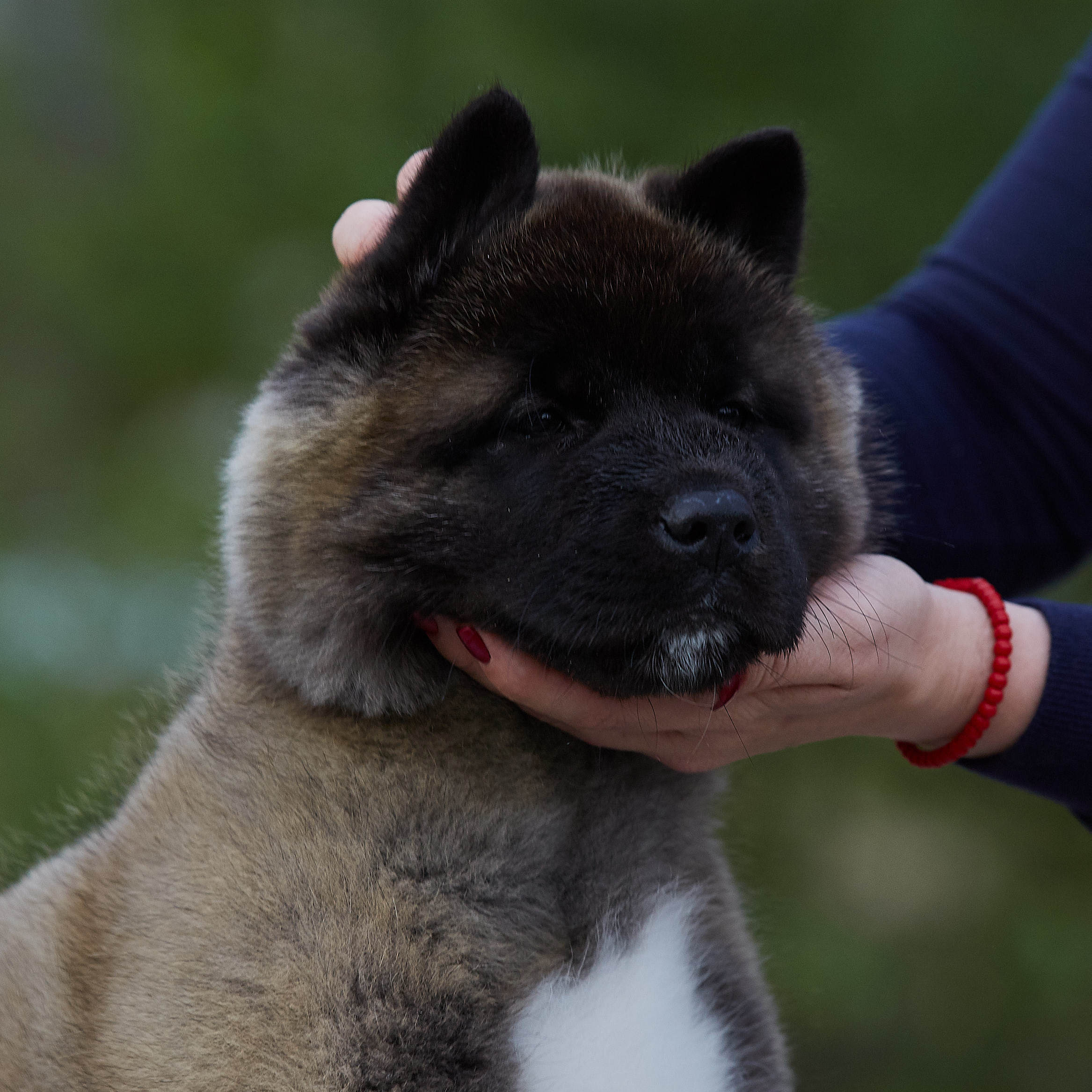 AMERICAN AKITA RUBYLIGHT KENNEL I SHIBA-INU