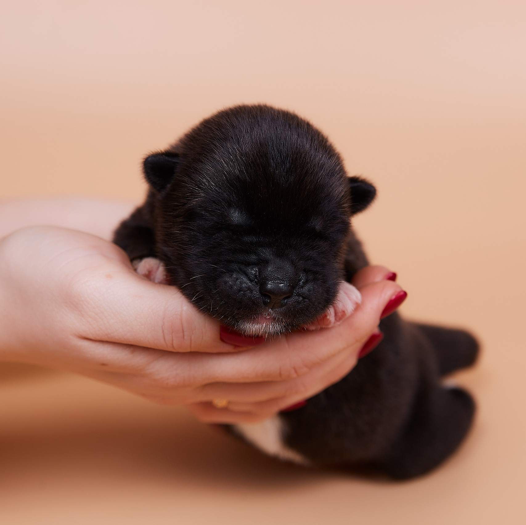 AMERICAN AKITA RUBYLIGHT KENNEL I SHIBA-INU