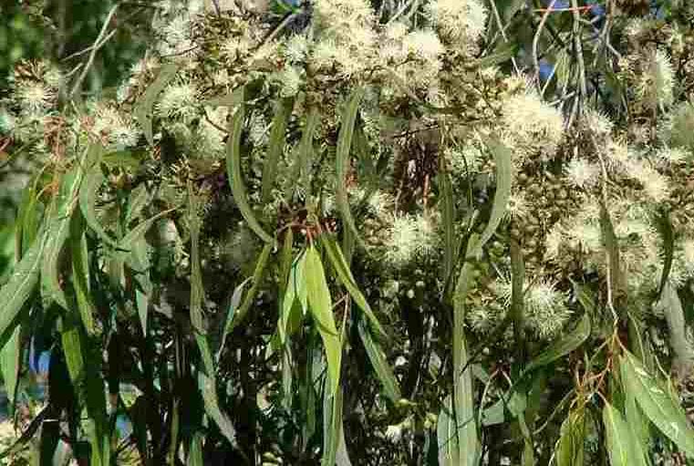 Масло эвкалипта. VDAO.RU — исцеляющие практики