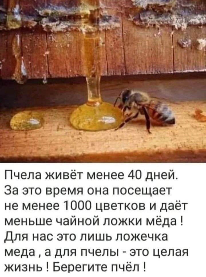 Синрин-йоку. Марина Рыбкина — Глубинная психология