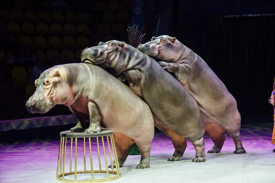 С 14 декабря Пермский цирк приглашает зрителей на шоу Гии Эрадзе «Песчаная сказка». Журнал о самом особенном. Пермь и Пермский край