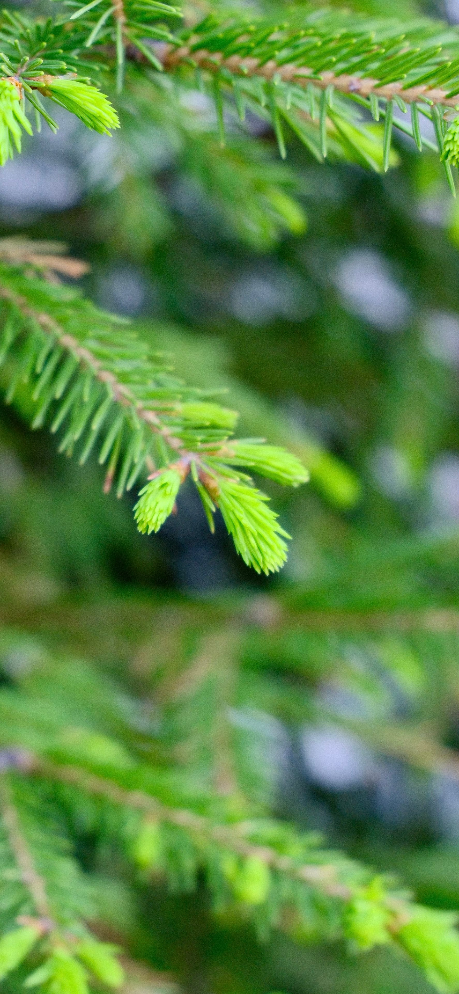 Обои на смартфон. Репортажный и семейный фотограф — Шелихов Сергей