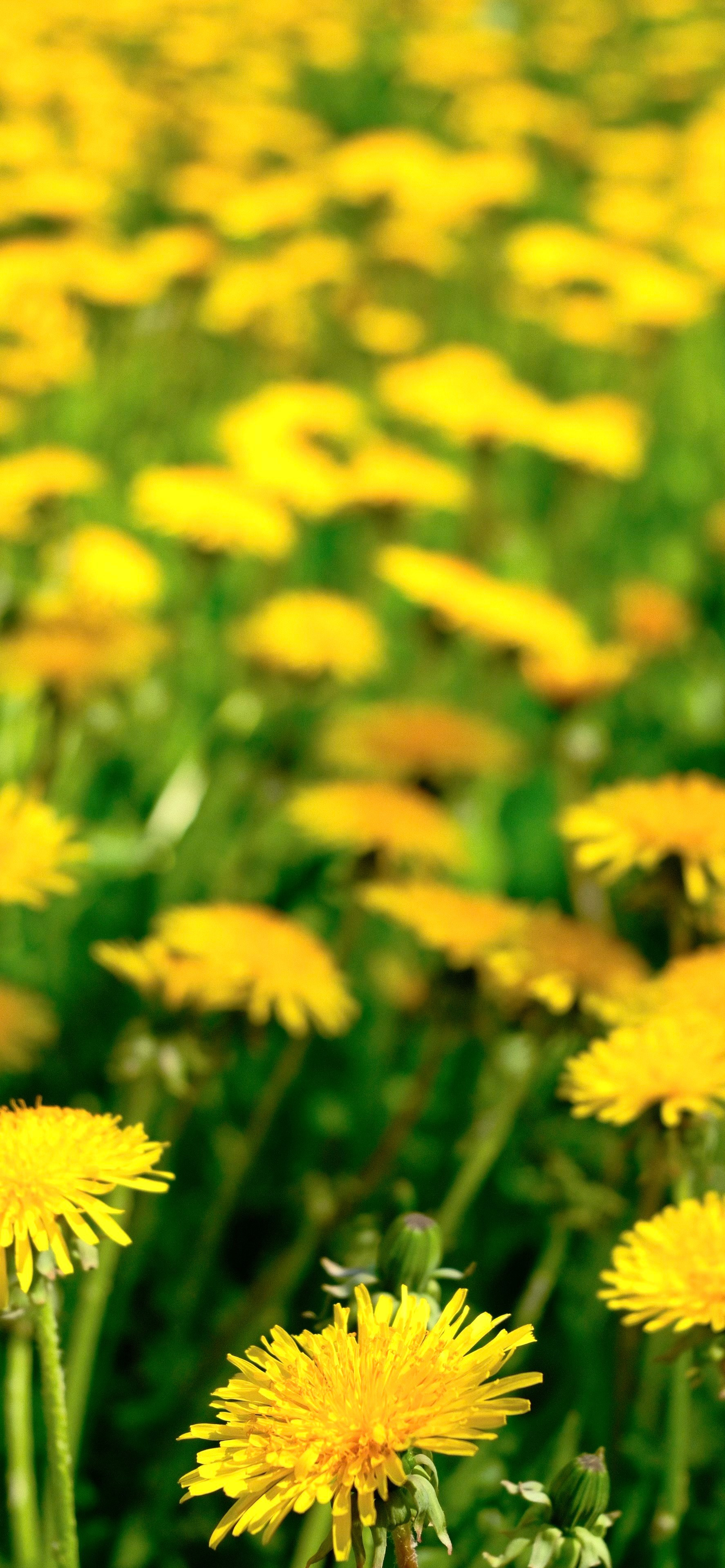 Обои на смартфон. Репортажный и семейный фотограф — Шелихов Сергей