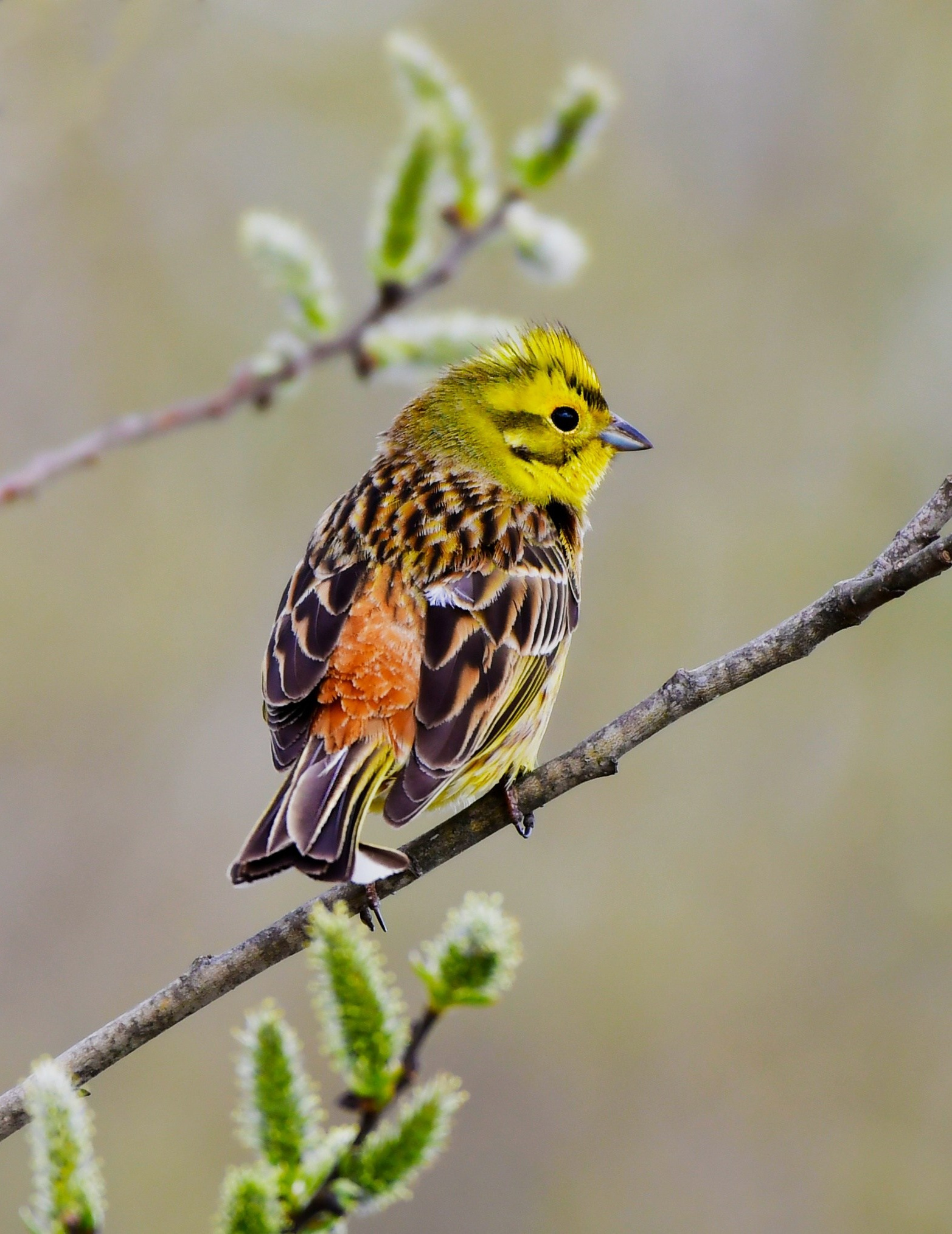 Фотоохота. Фотографии Лены Соколовой