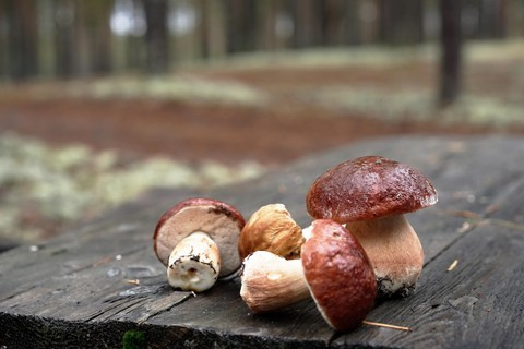 Соляные центры Урала маршрут путешествия по Пермскому краю. Путеводители по Пермскому краю для самостоятельных путешествий